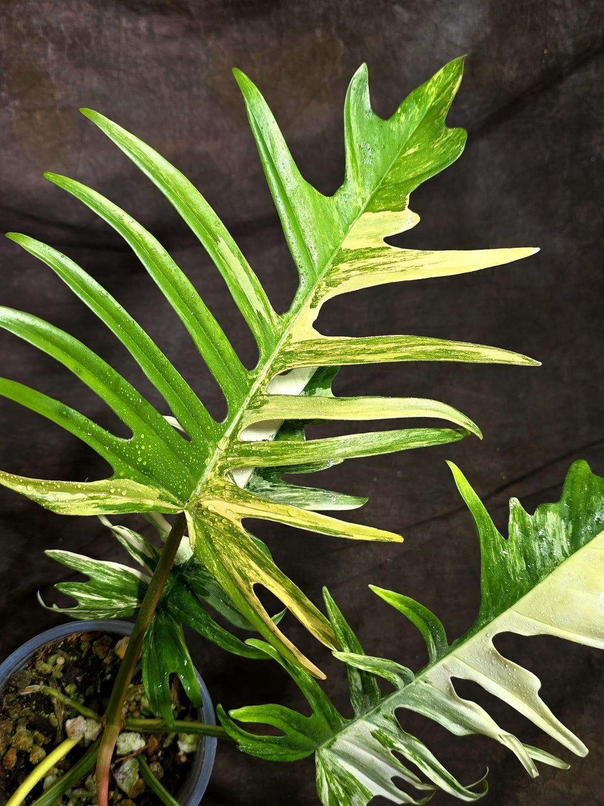Philodendron Florida Beauty x Tortum Exact Plant - (Sep-22-17)