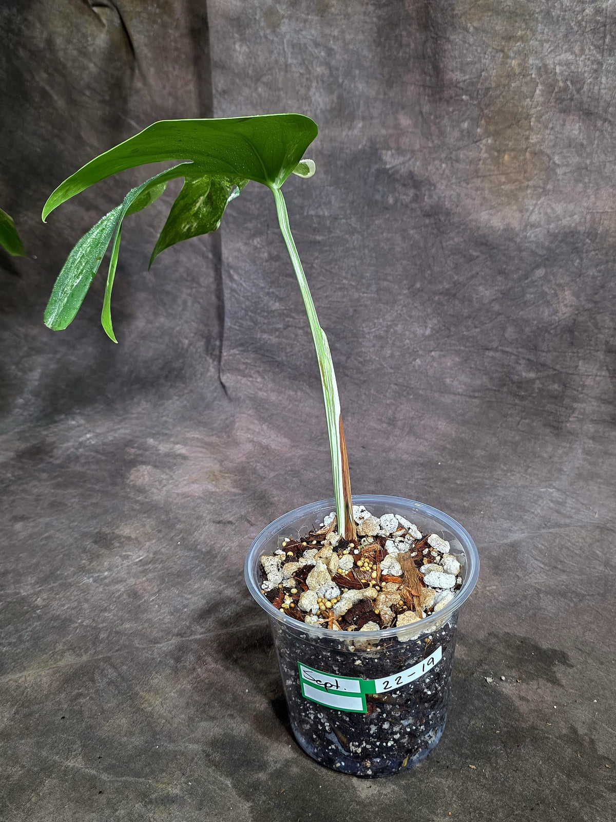 Variegated Monstera Albo - White Albo Borsigiana - (Sep-22-19)