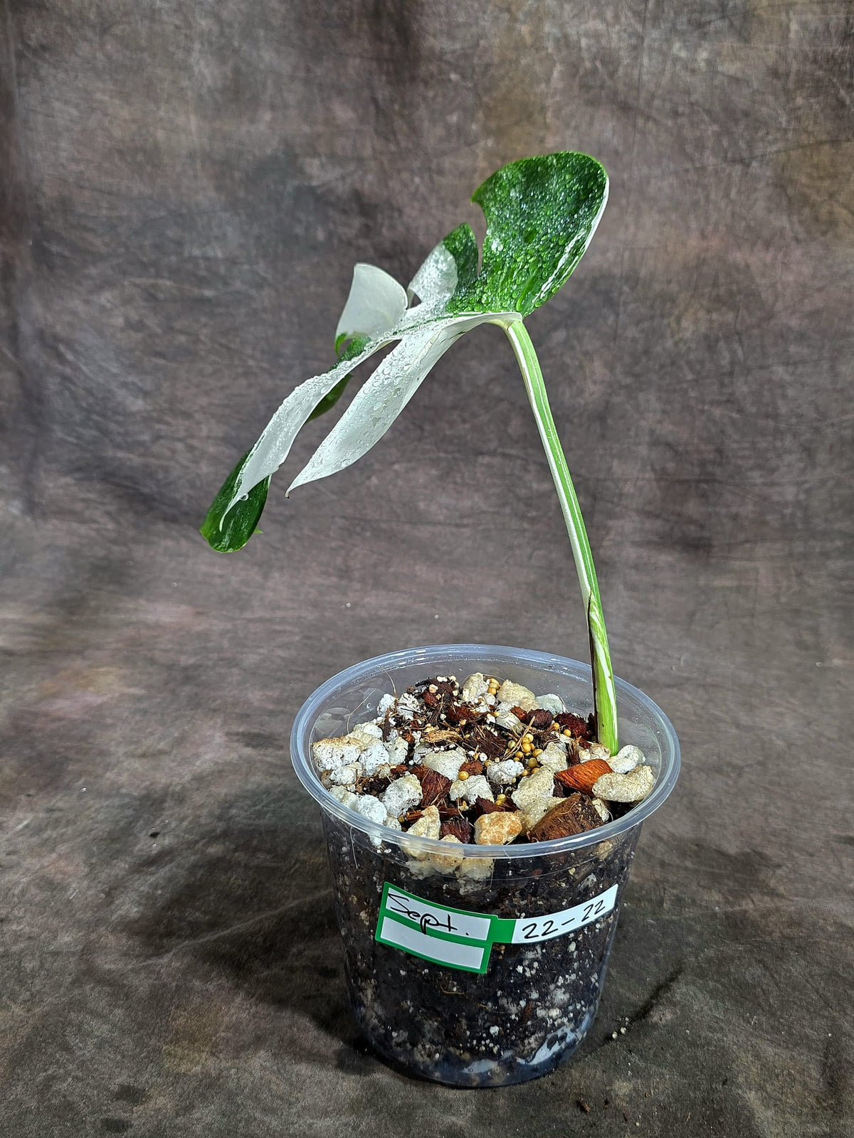 Variegated Monstera Albo - White Albo Borsigiana - (Sep-22-22)