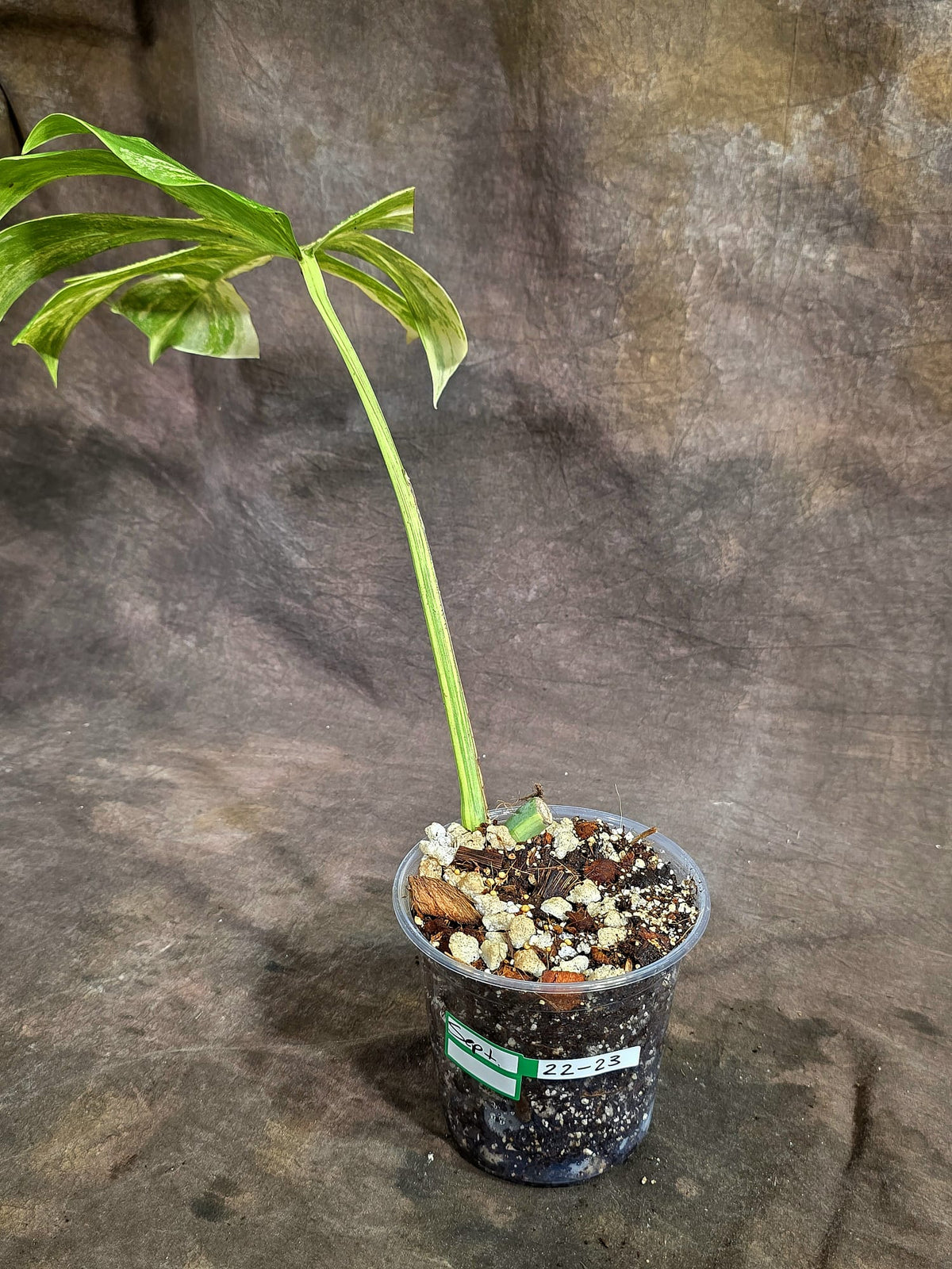 Monstera Borsigiana Aurea Variegated Exact Plant - (Sep-22-23)