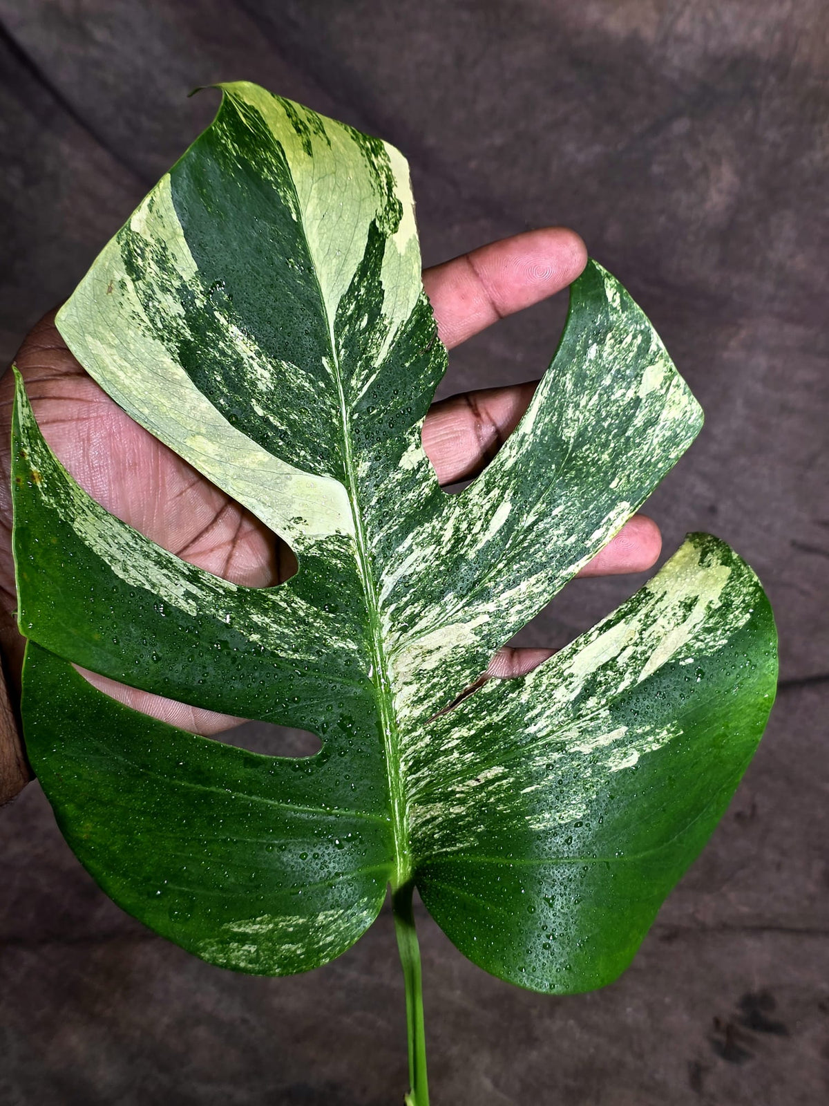 Variegated Monstera Albo - White Albo Borsigiana (Sep-22-1)