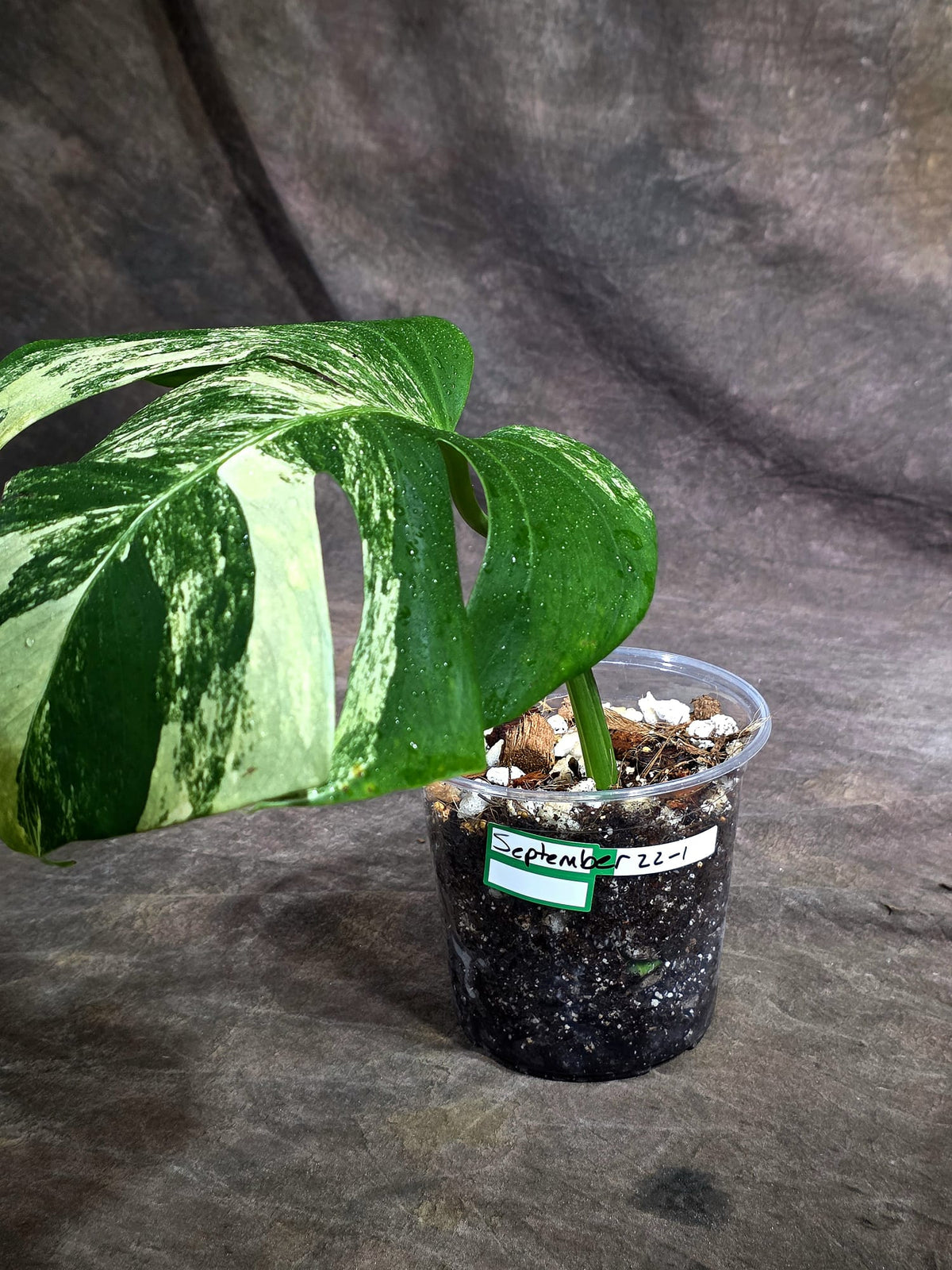 Variegated Monstera Albo - White Albo Borsigiana (Sep-22-1)