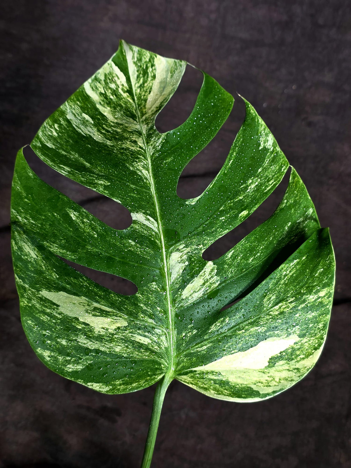 Monstera Borsigiana Aurea Variegated Plant - (Sep-22-3)