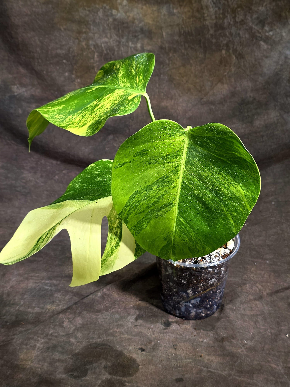 Monstera Borsigiana Aurea Variegated Plant - (Sep-22-6)