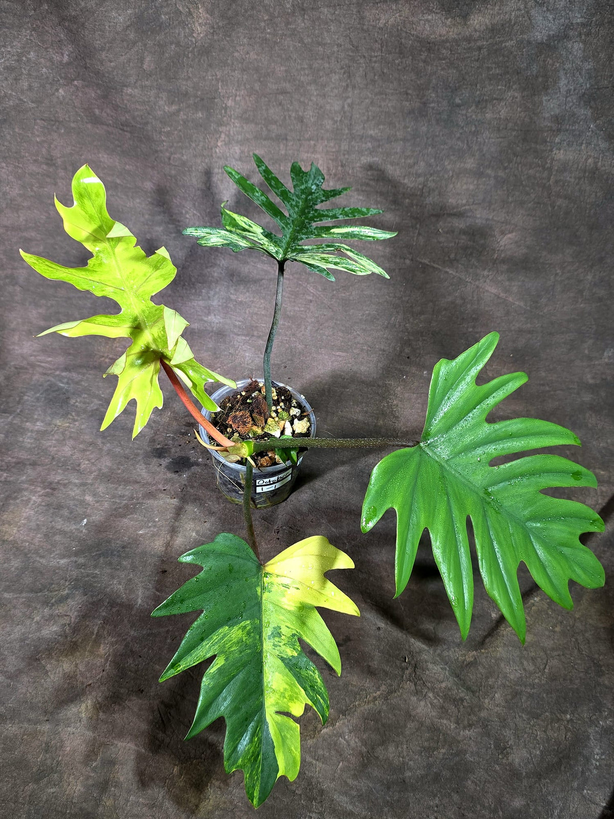 Variegated Philodendron Mayoi - Rare Variegated Fern Leaf (Oct-1-1)