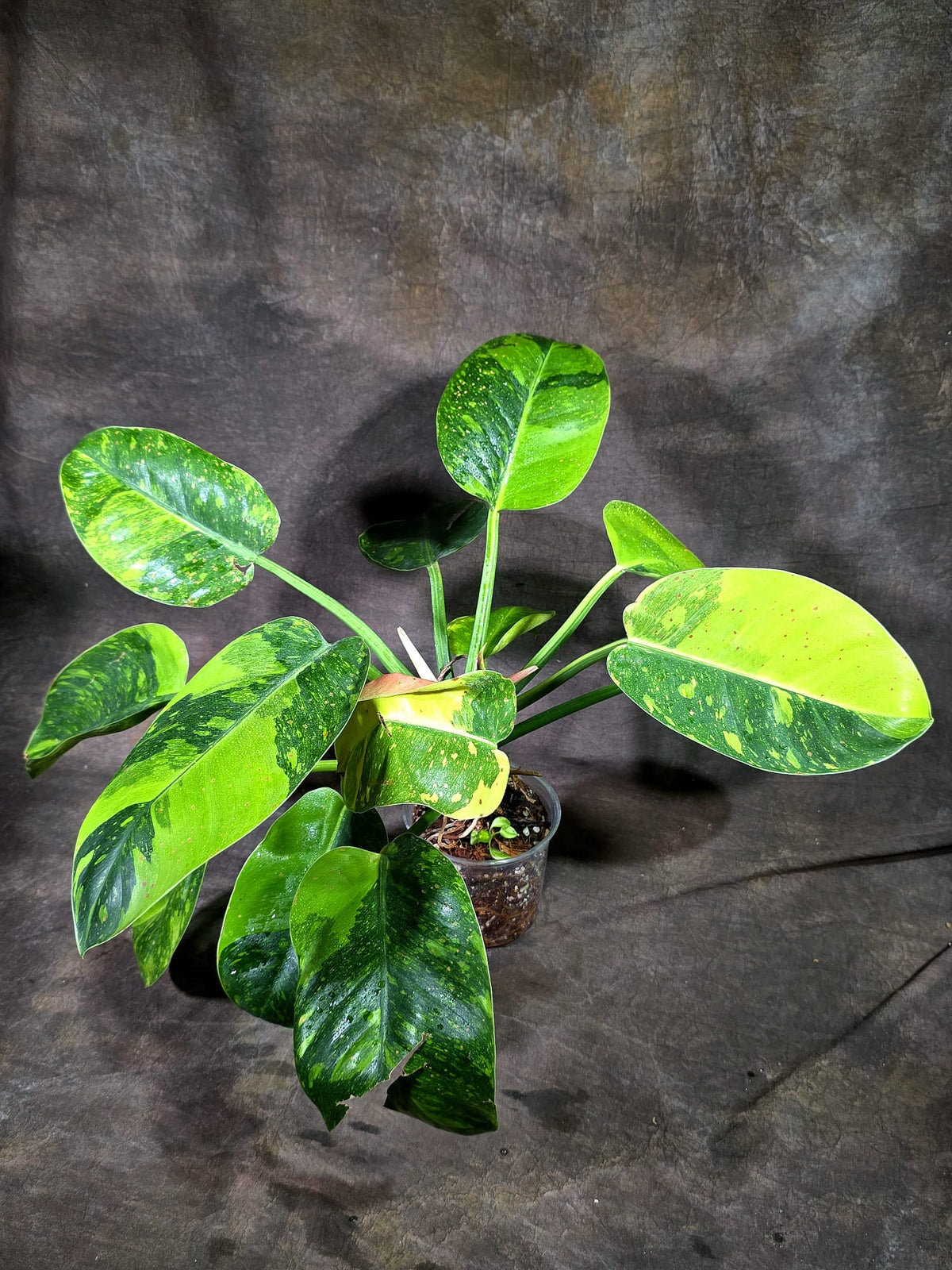Variegated Philodendron Green Congo Hybrid - (Oct-1-9)