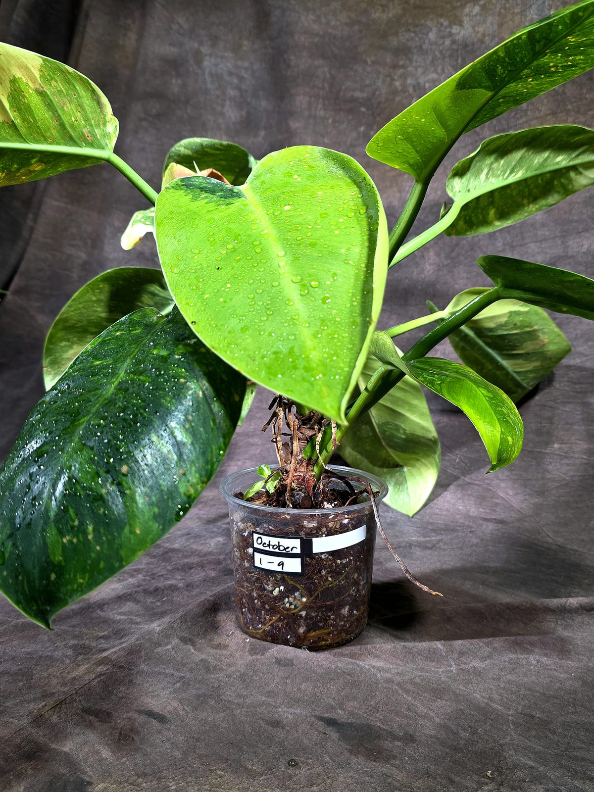 Variegated Philodendron Green Congo Hybrid - (Oct-1-9)