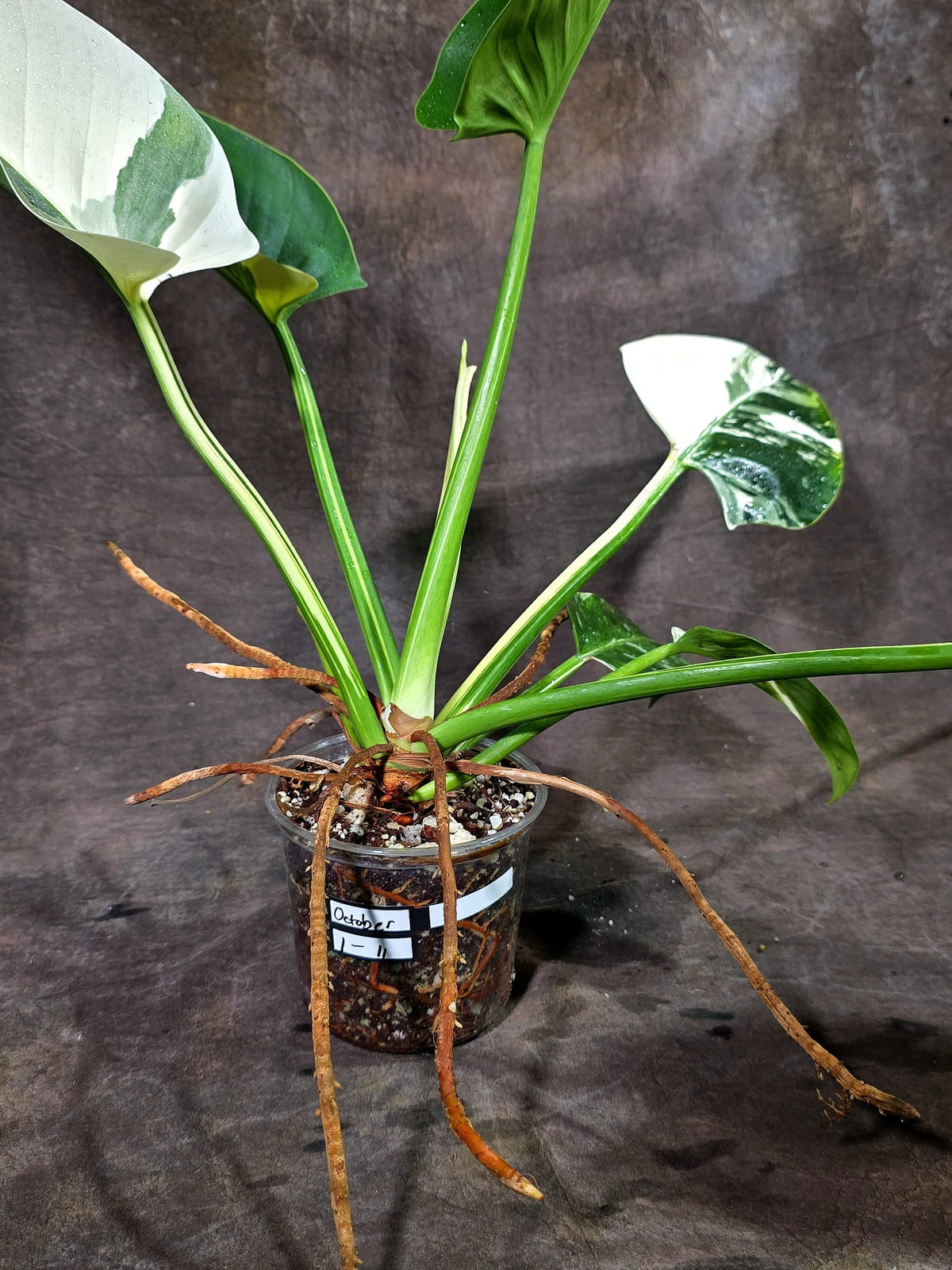 Variegated Philodendron Green Congo Original - (Oct-1-11)