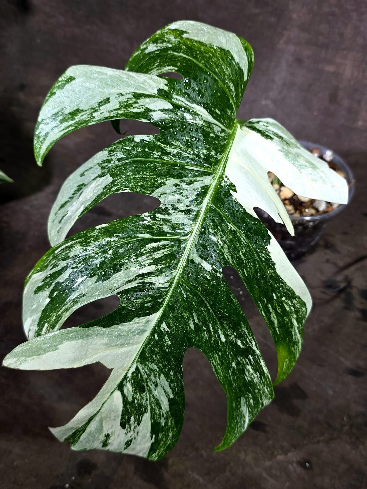 Variegated Monstera Albo - White Albo Borsigiana - (Oct-1-14)