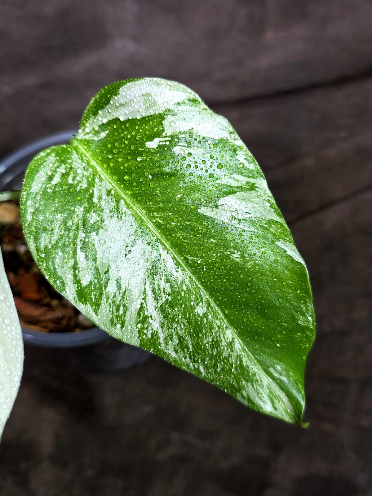 Variegated Monstera Albo - White Albo Borsigiana - (Oct-8-20)