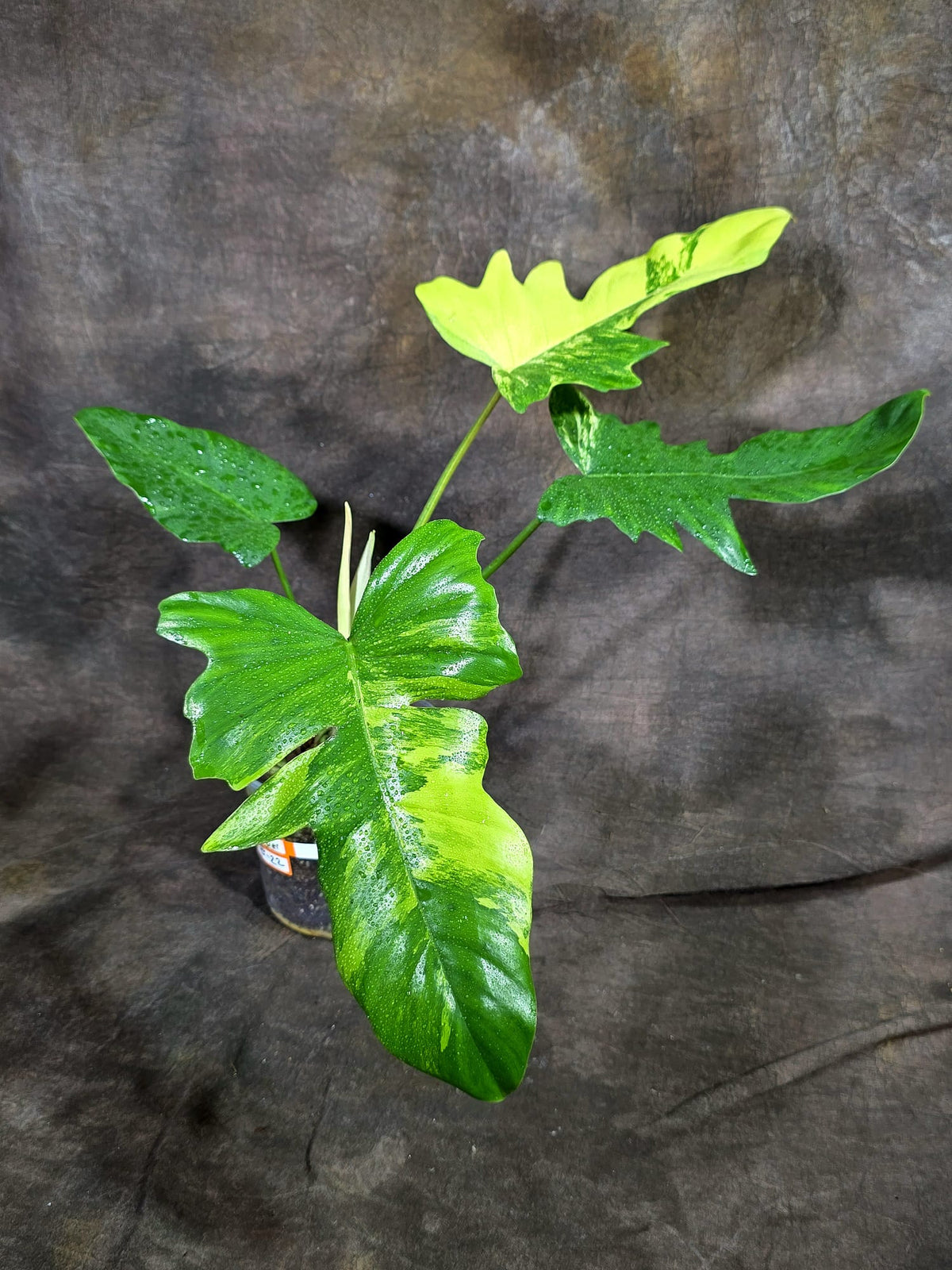 Philodendron Florida Beauty x Mayoi Variegated- (Oct-8-22)