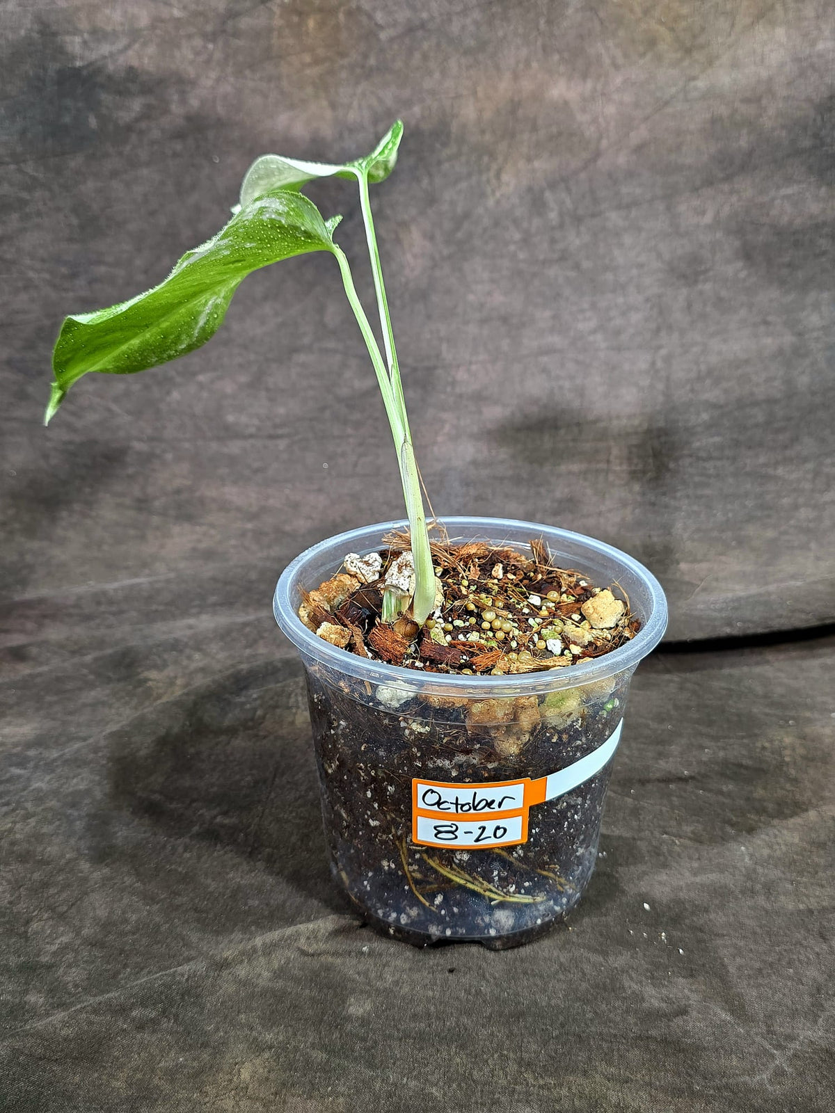 Variegated Monstera Albo - White Albo Borsigiana - (Oct-8-20)