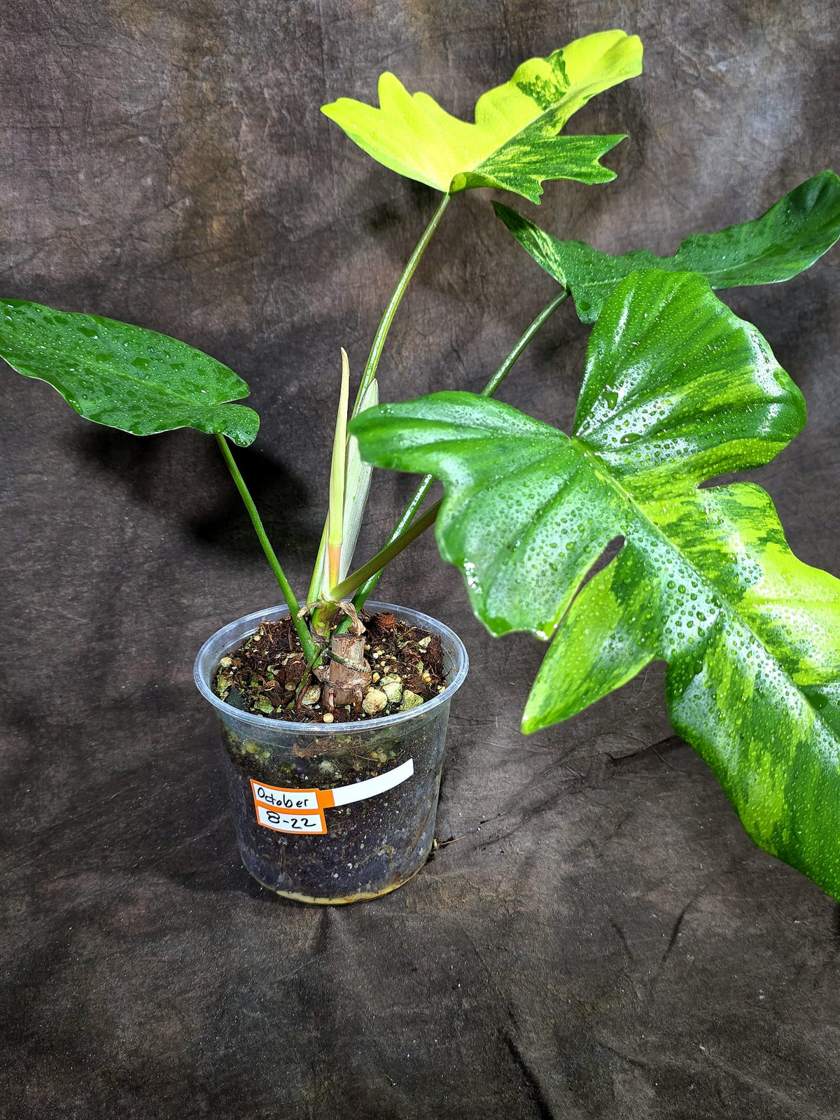 Philodendron Florida Beauty x Mayoi Variegated- (Oct-8-22)