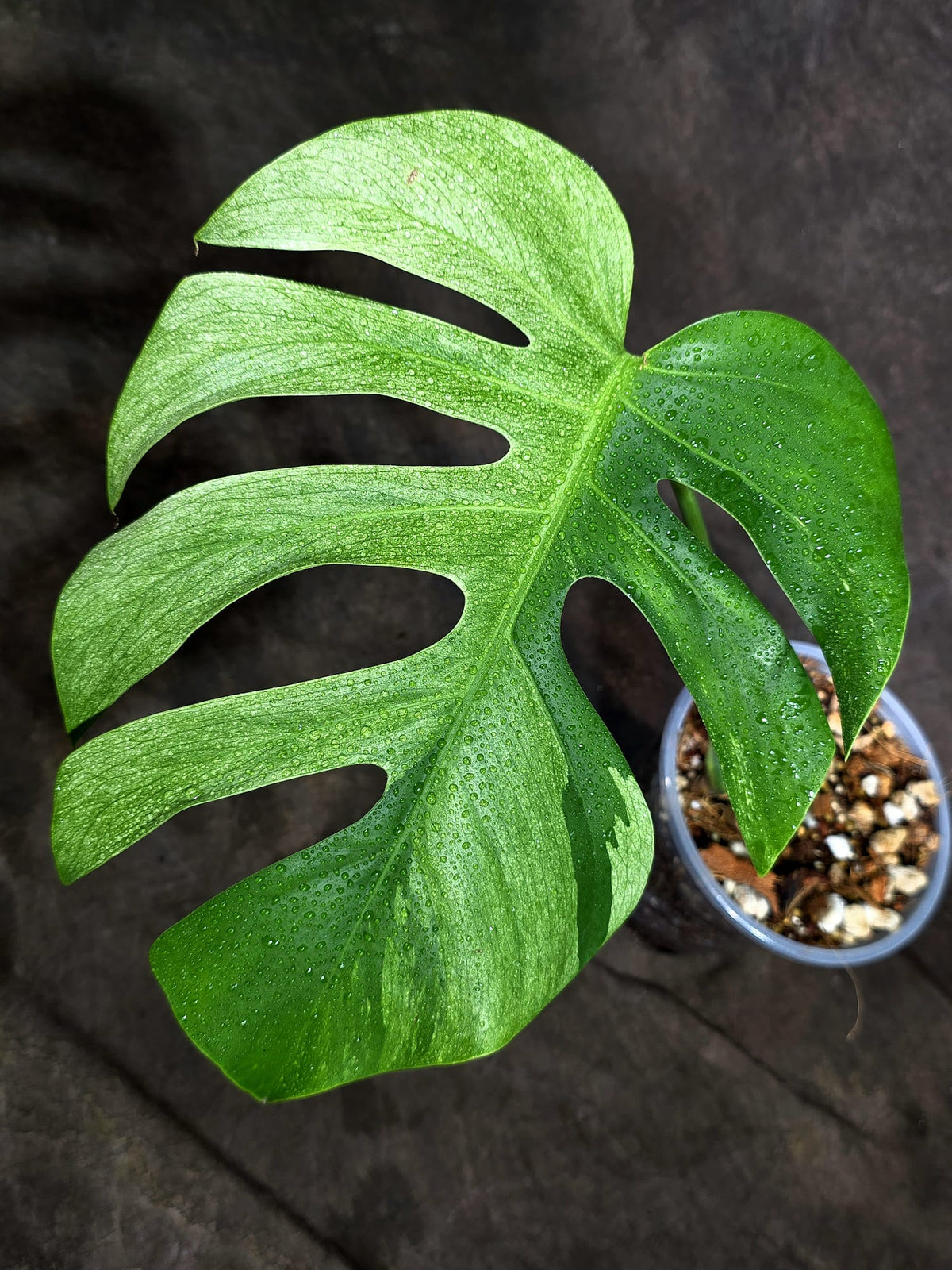 Variegated Monstera Mint Jungle Mint -(Oct-8-25)