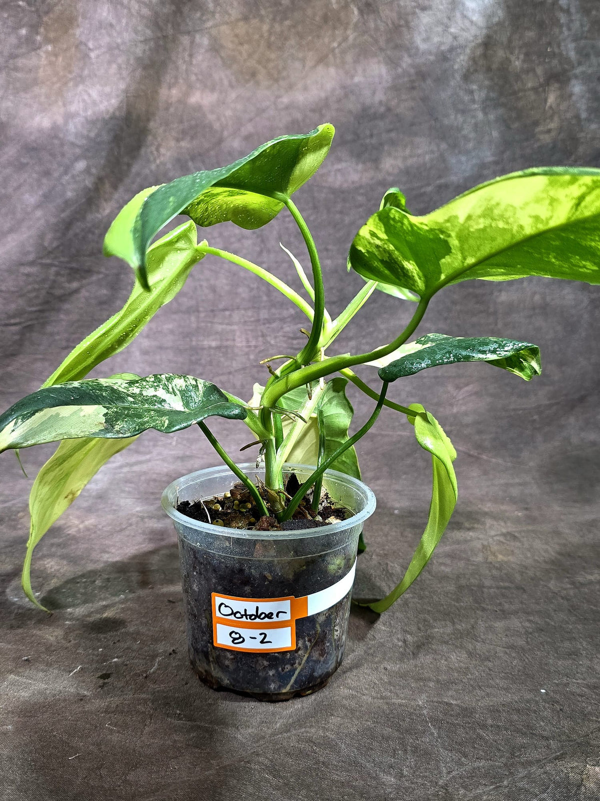 Variegated Philodendron Bipennifolium Violin Exact Plant- (Oct-8-2)