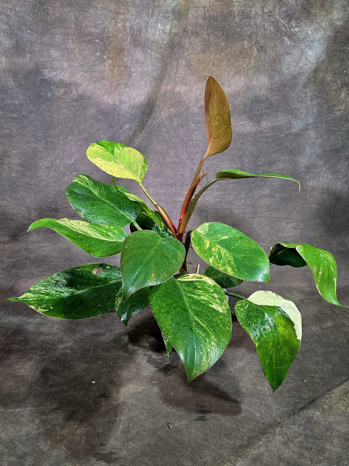 Yellow Congo Philodendron Variegated Live Plant (Oct-8-6)