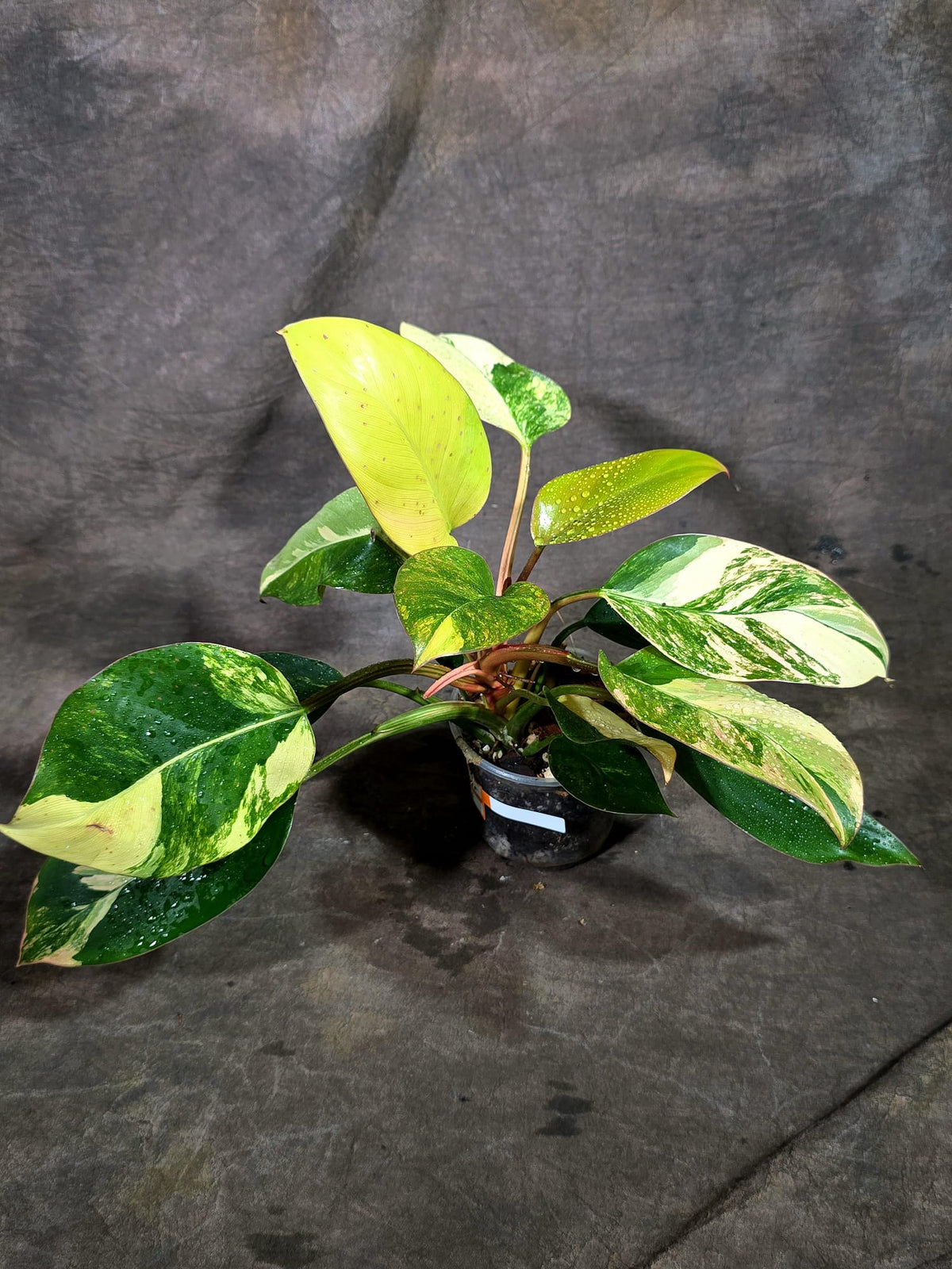 Yellow Congo Philodendron Variegated Live Plant (Oct-8-7)