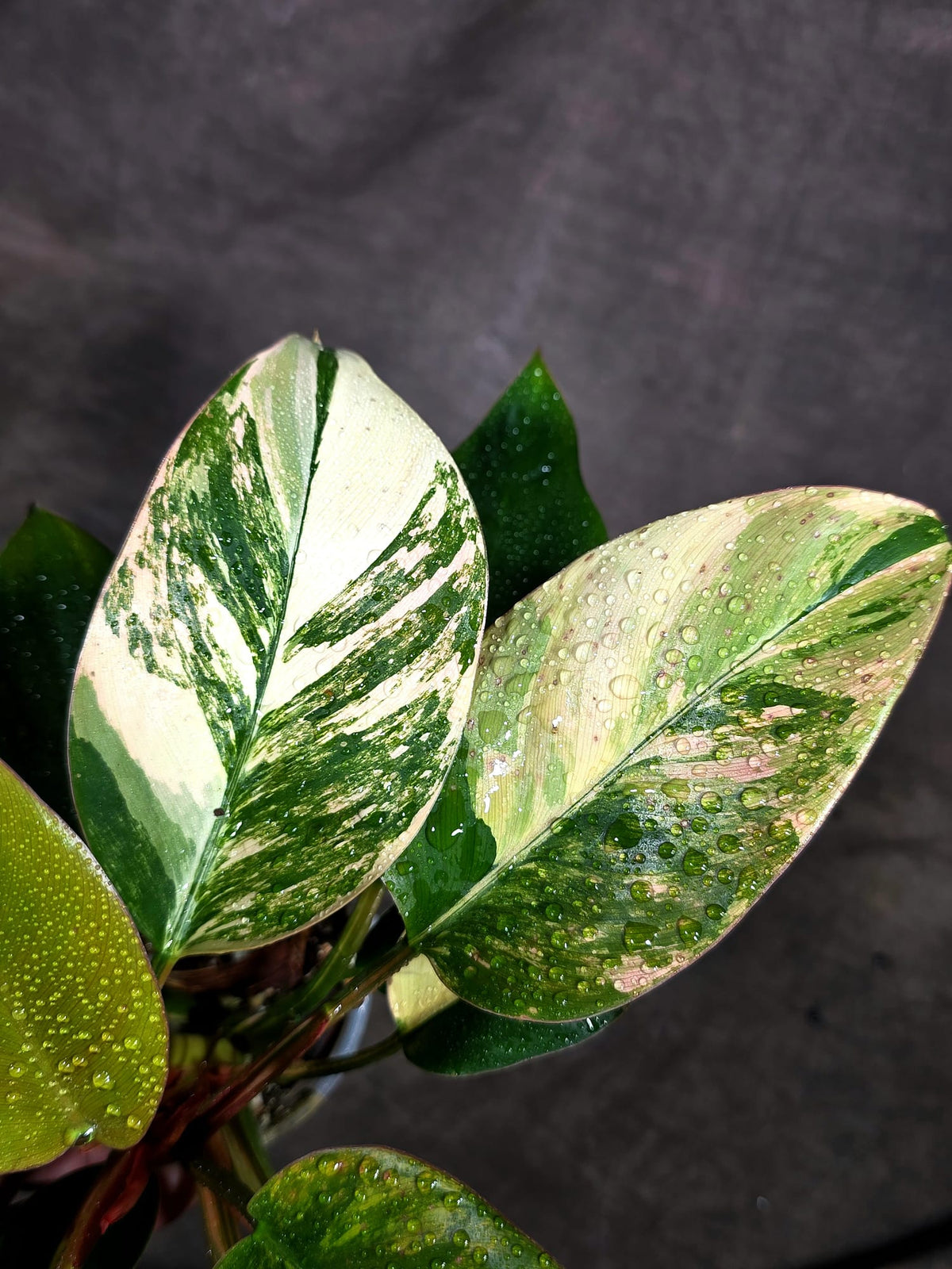 Yellow Congo Philodendron Variegated Live Plant (Oct-8-7)