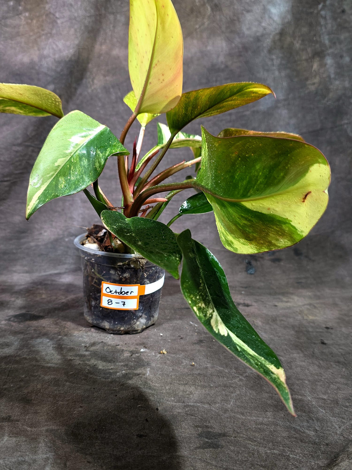 Yellow Congo Philodendron Variegated Live Plant (Oct-8-7)