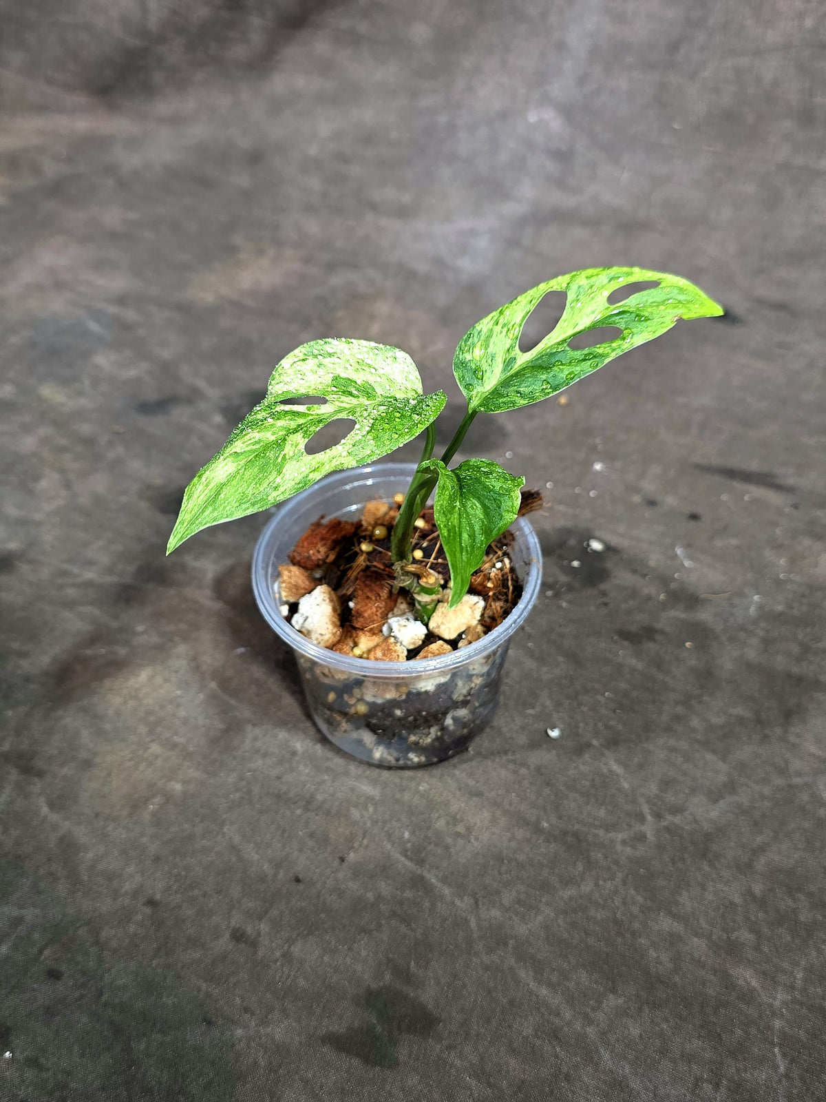 Variegated Monstera Adansonii Mint Exact Plant - (Oct-8-10)