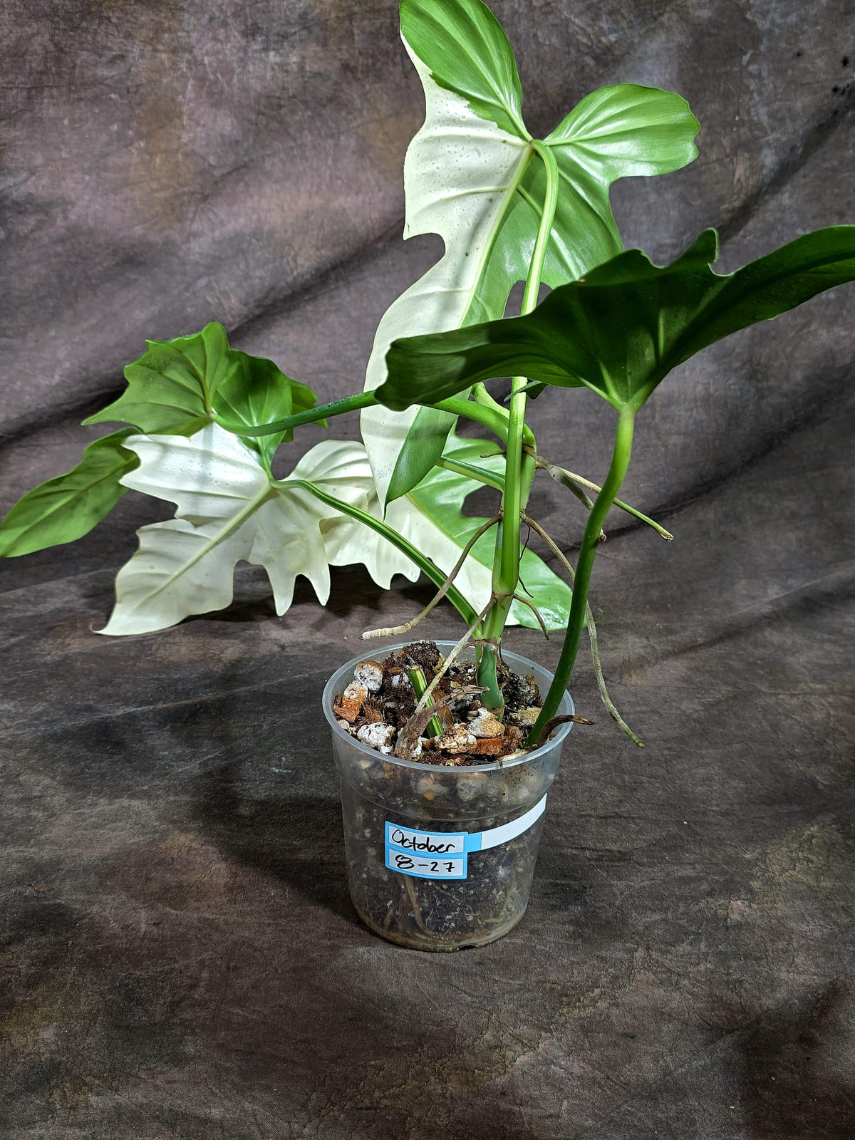 Variegated Golden Dragon Philodendron - EXACT Plant (Oct-8-27)