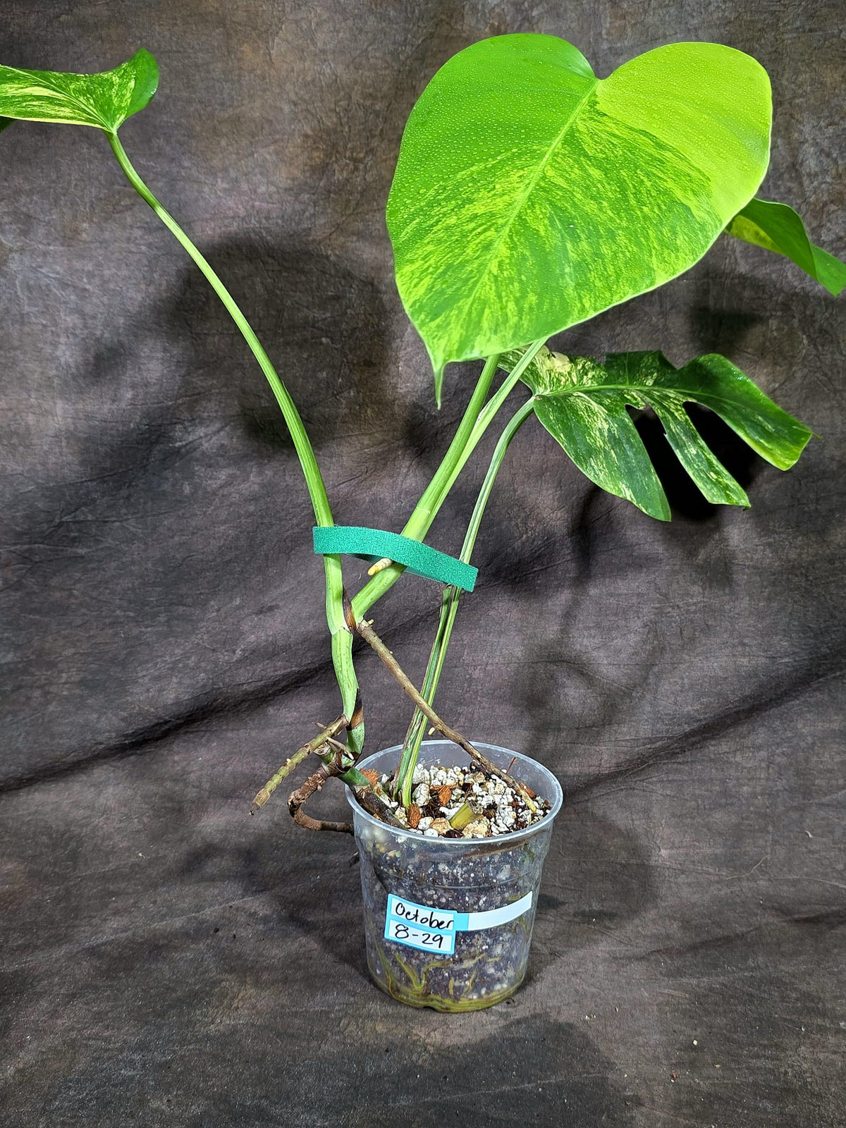 Monstera Borsigiana Aurea Variegated (Oct-8-29)
