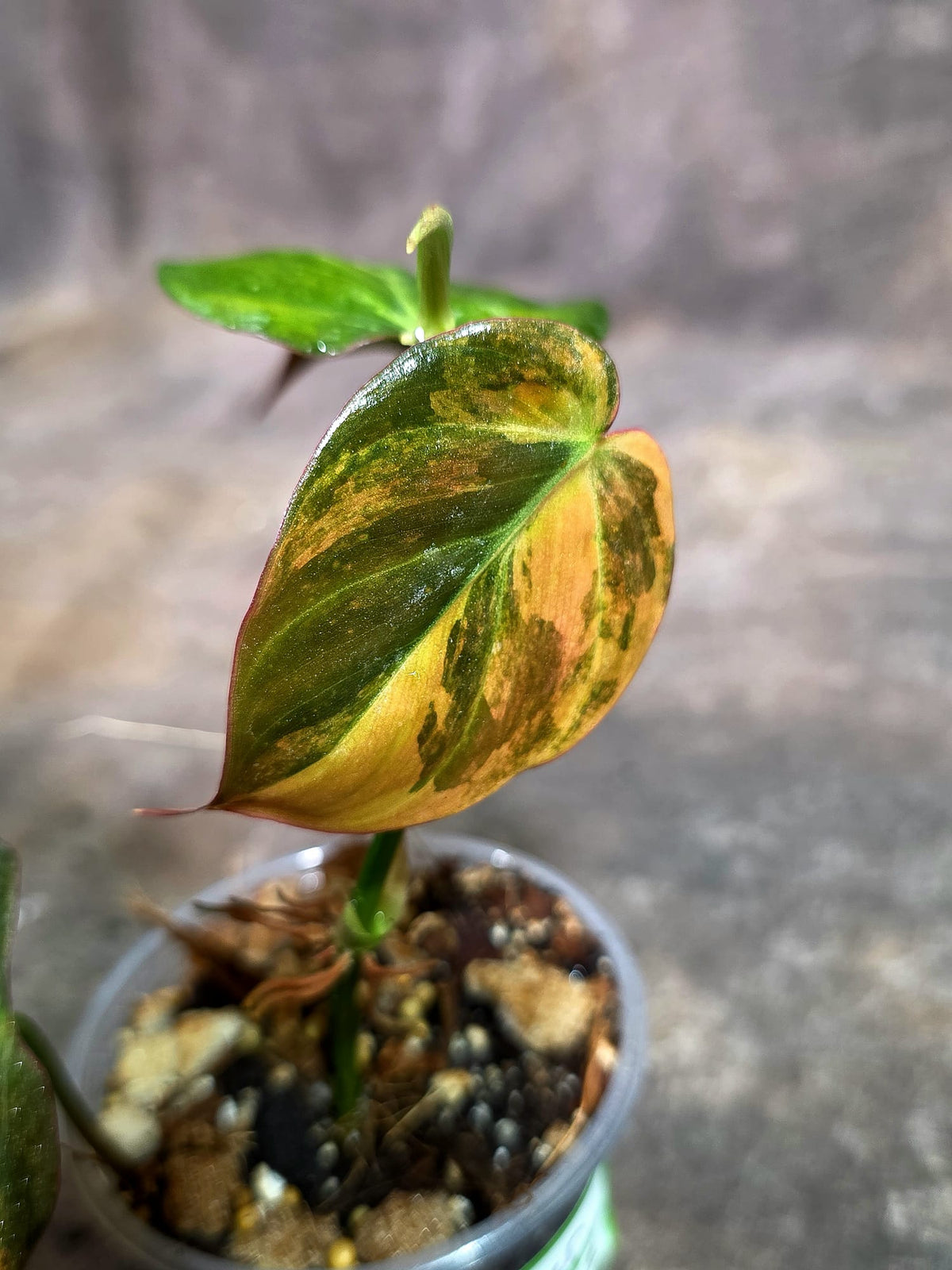 Variegated Philodendron Mican Aurea Exact Plant - (Oct-21-12)