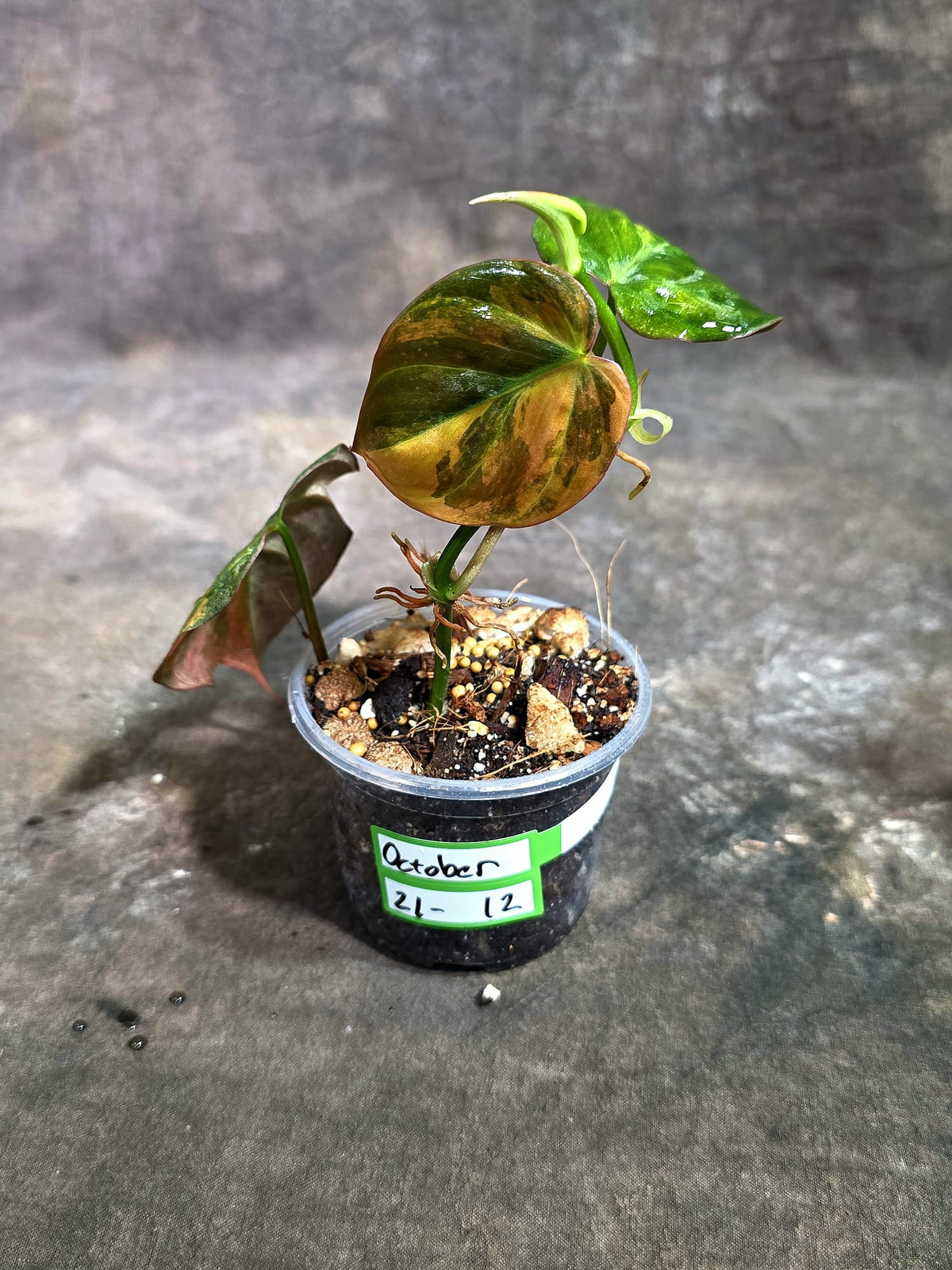 Variegated Philodendron Mican Aurea Exact Plant - (Oct-21-12)