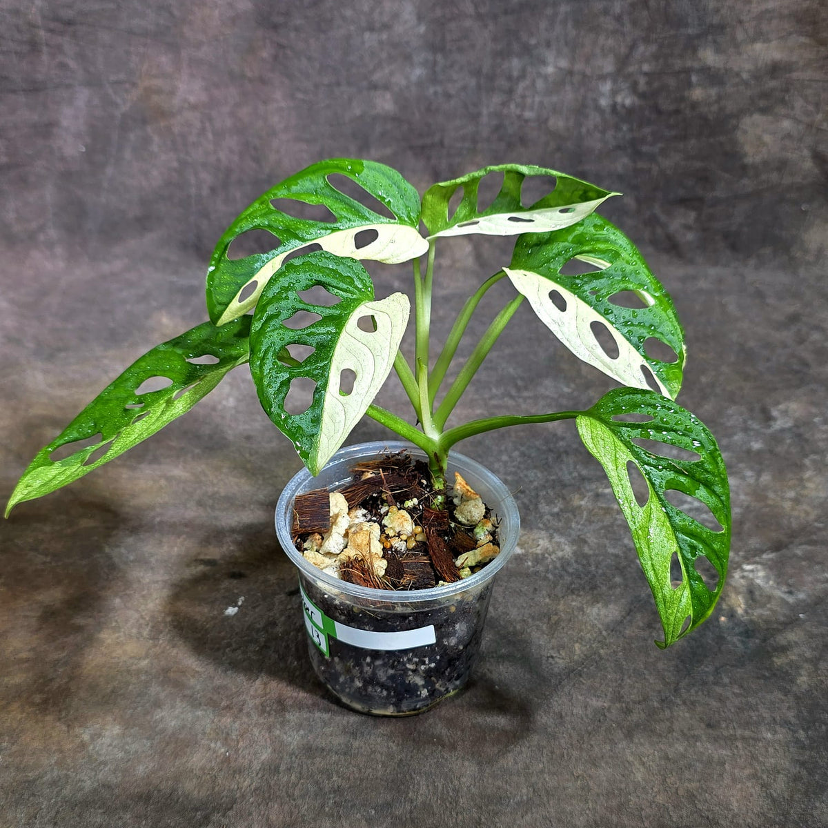 Variegated Monstera Adansonii Albo Exact Plant - (Oct-21-13)