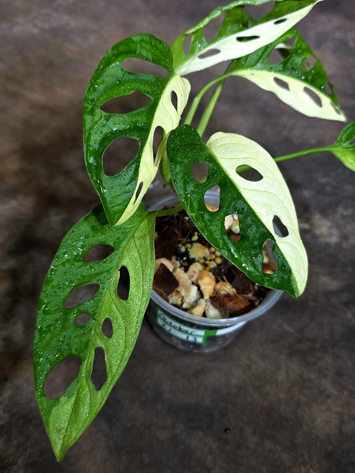 Variegated Monstera Adansonii Albo Exact Plant - (Oct-21-13)