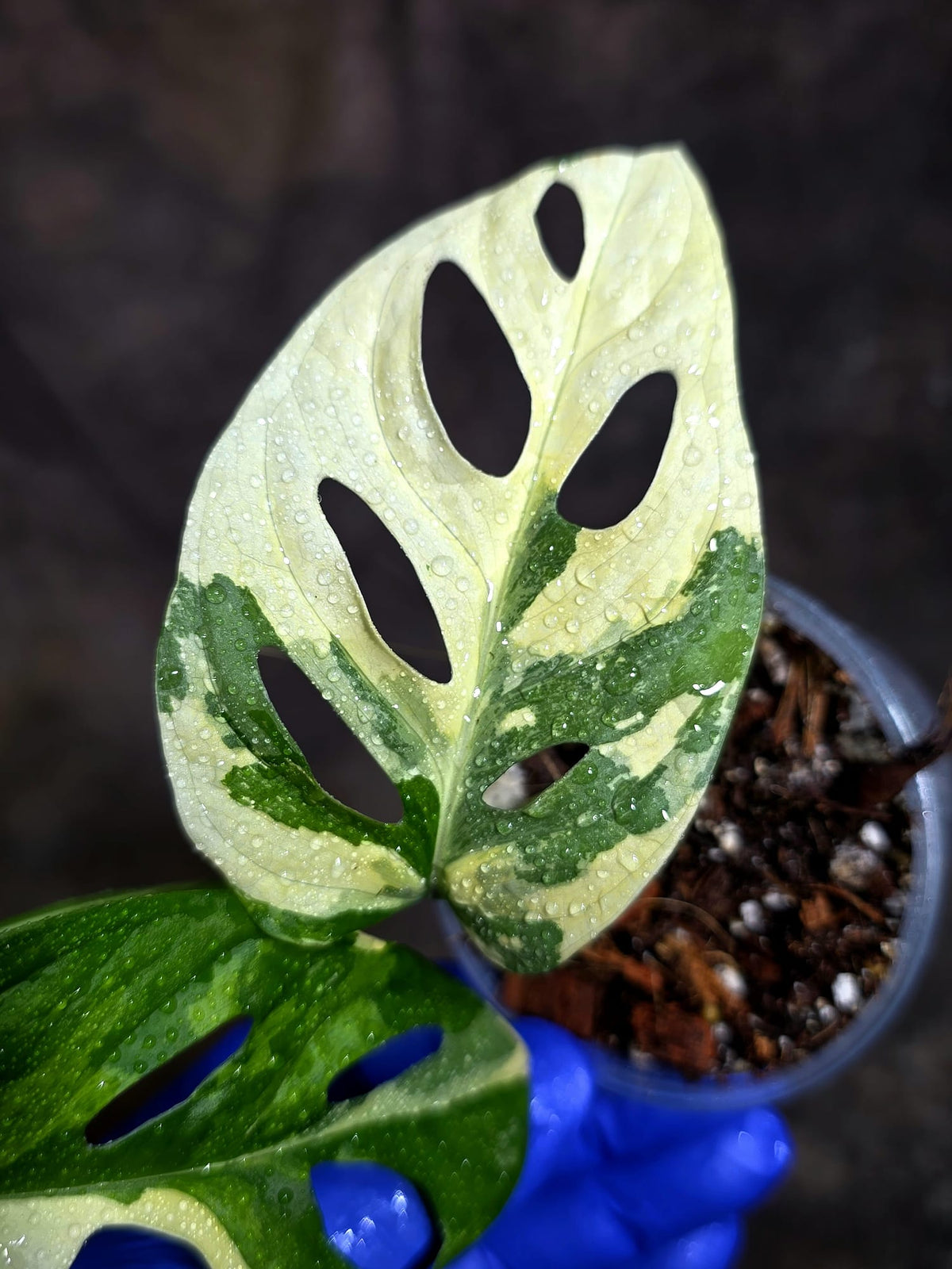 Variegated Monstera Adansonii Albo Exact Plant - (Oct-21-14)