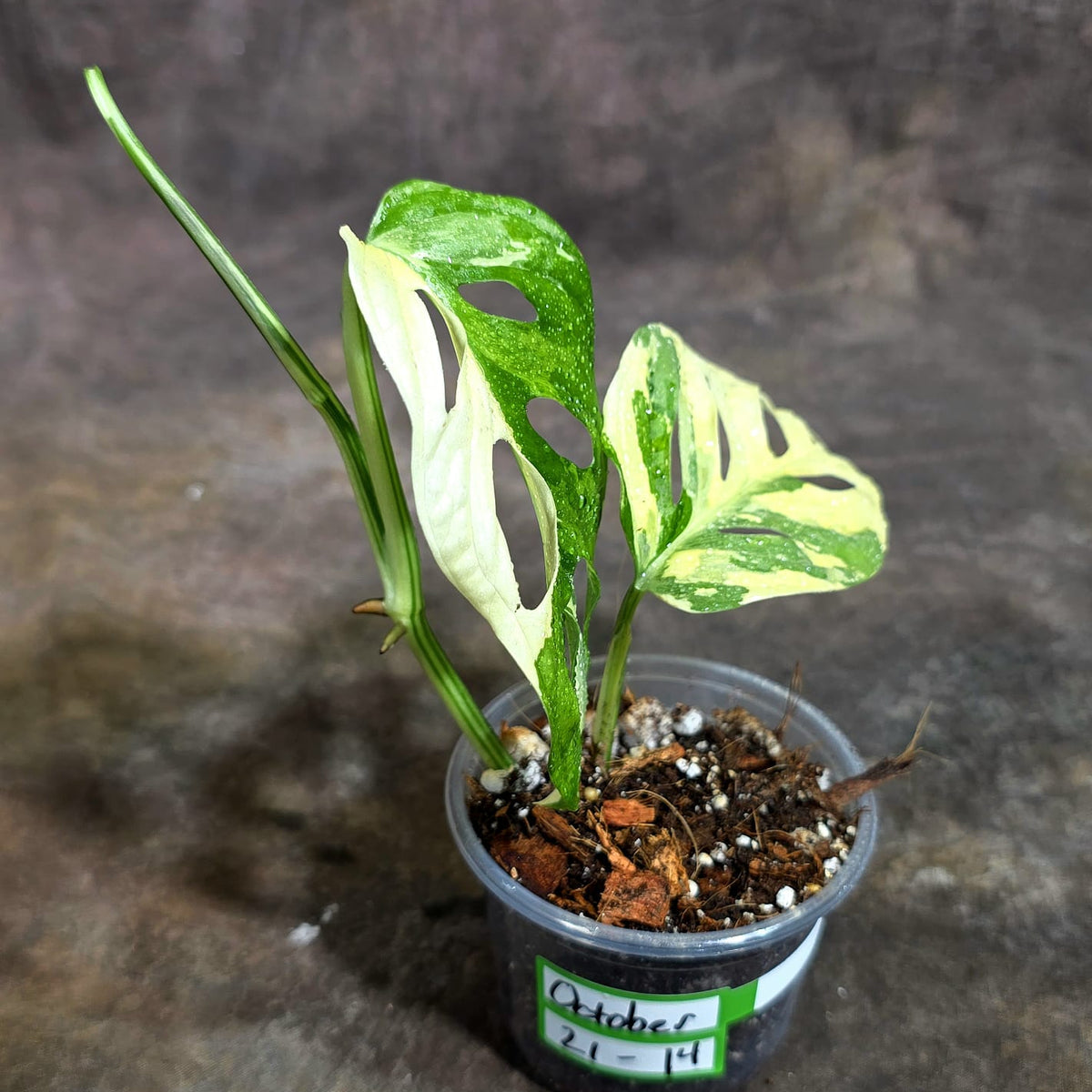Variegated Monstera Adansonii Albo Exact Plant - (Oct-21-14)