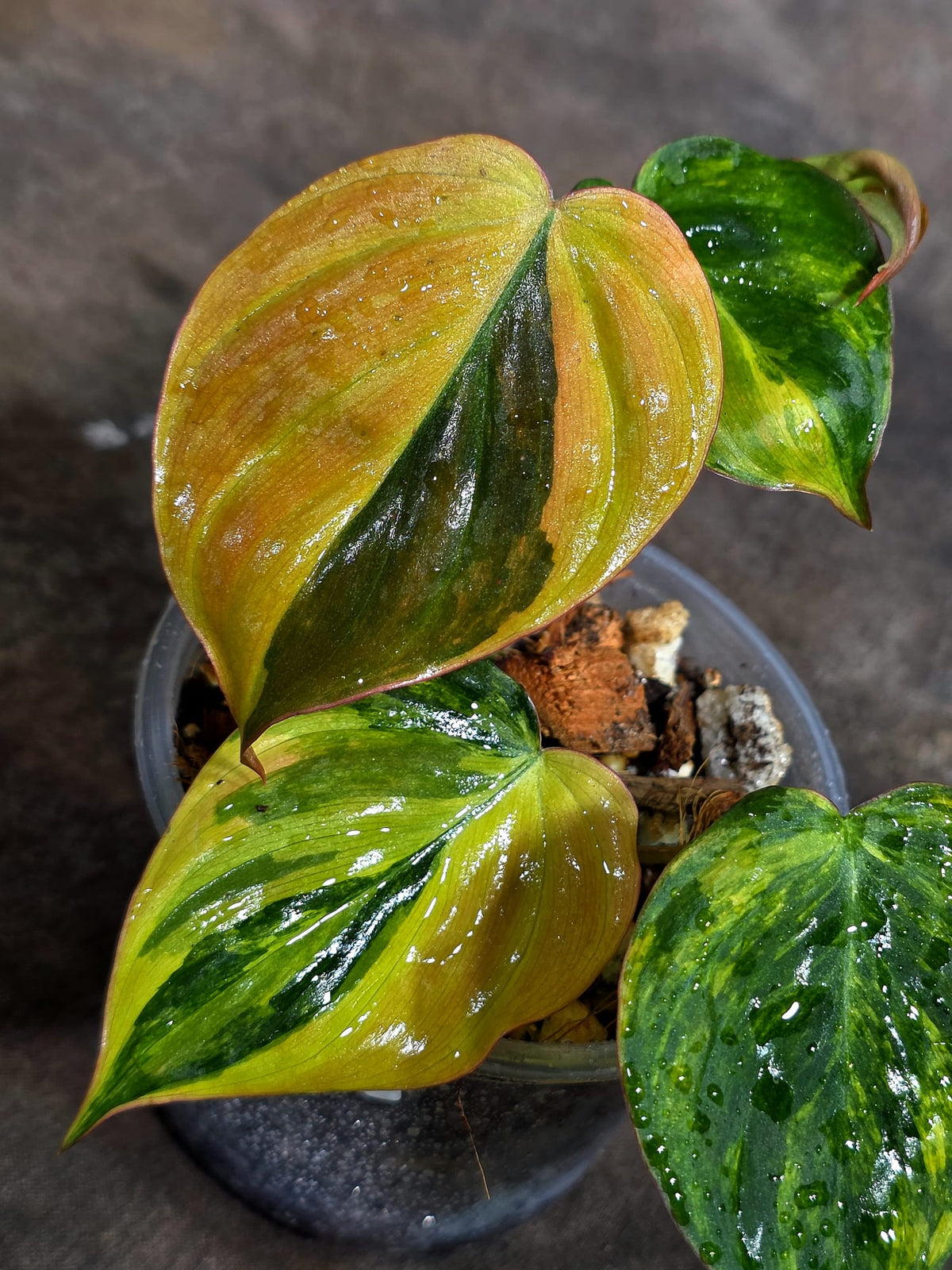 Variegated Philodendron Mican Aurea Exact Plant - (Oct-21-15)