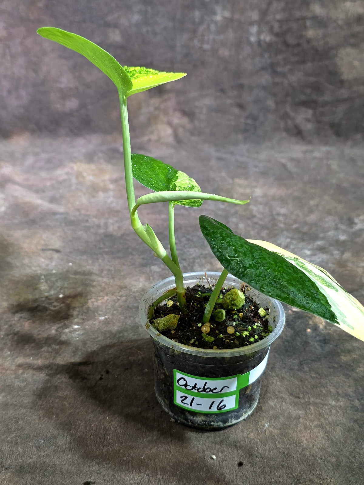 Scindapsus Jade Satin Variegated Exact Plant - (Oct-21-16)