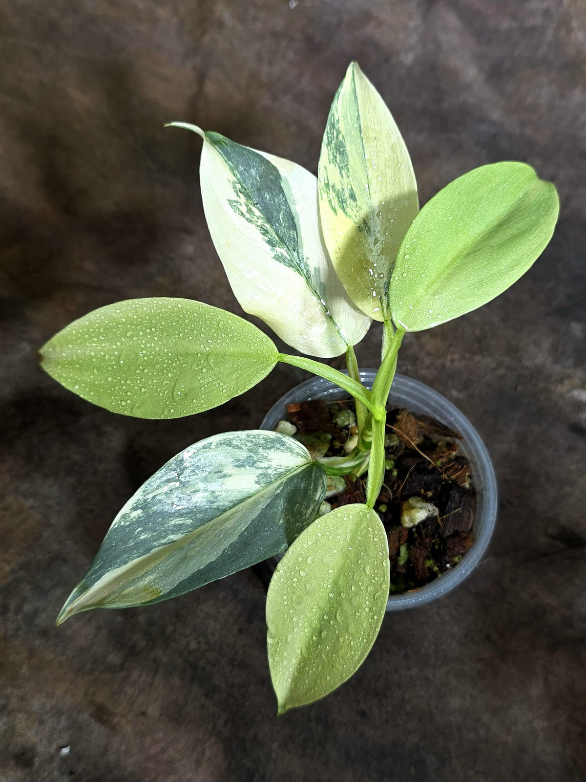 Variegated Silver Sword Philodendron Exact plant - (Oct-21-22)