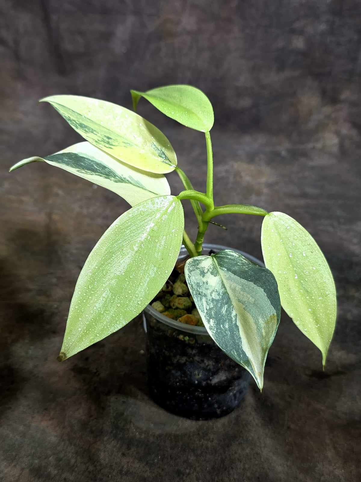 Variegated Silver Sword Philodendron Exact plant - (Oct-21-22)