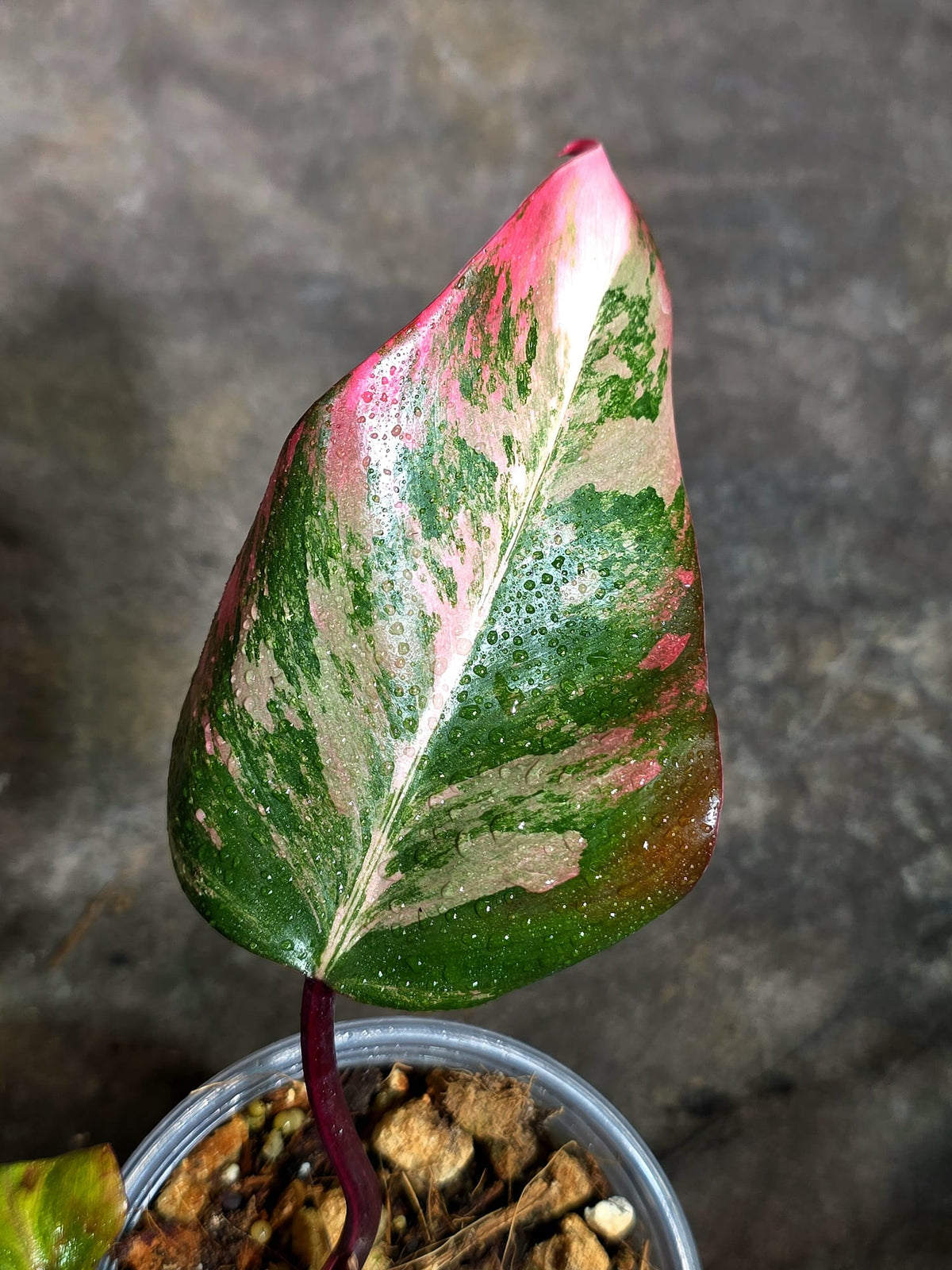 Rare Philodendron Strawberry Shake Variegated (Oct-21-20)