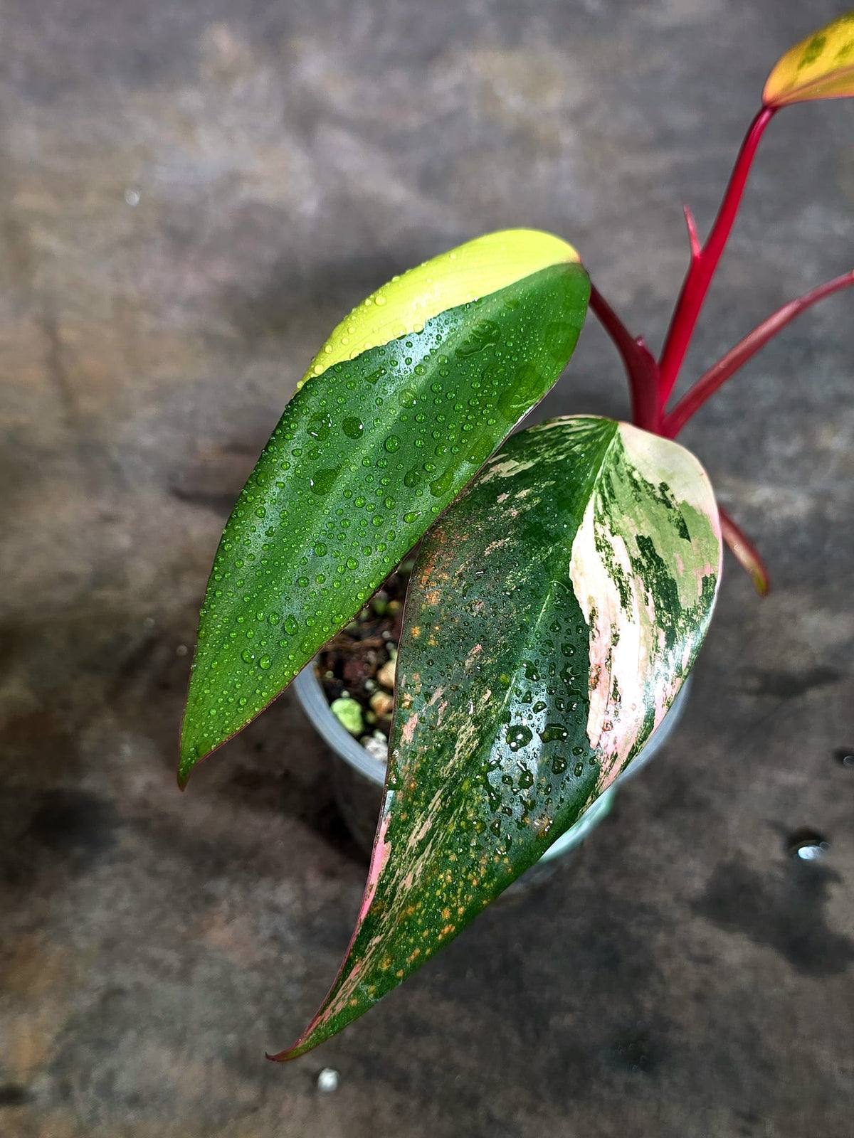Rare Philodendron Strawberry Shake Variegated (Oct-21-24)