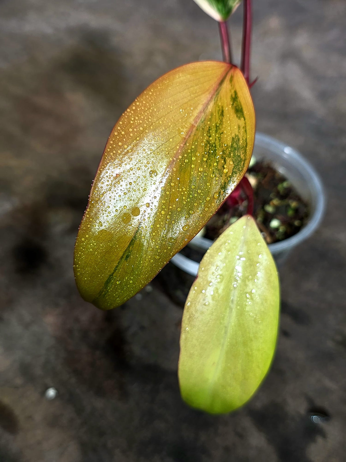 Rare Philodendron Strawberry Shake Variegated (Oct-21-24)