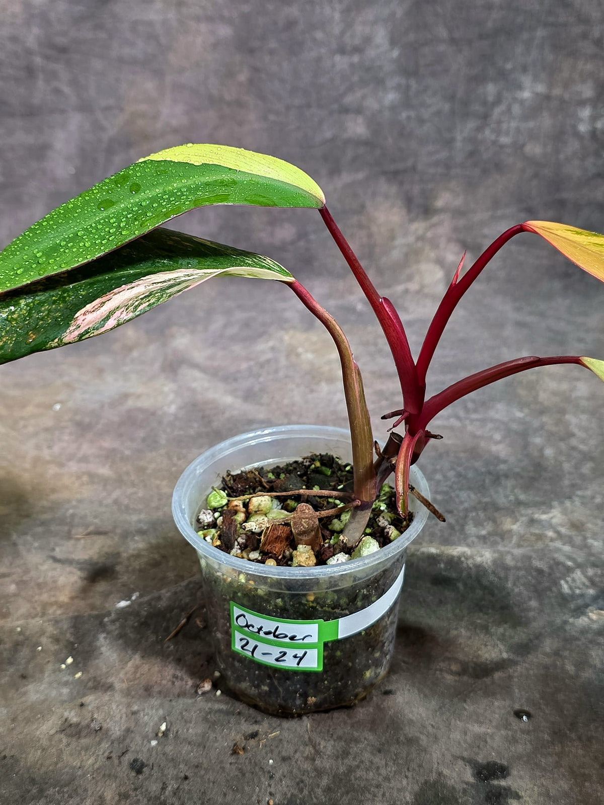 Rare Philodendron Strawberry Shake Variegated (Oct-21-24)