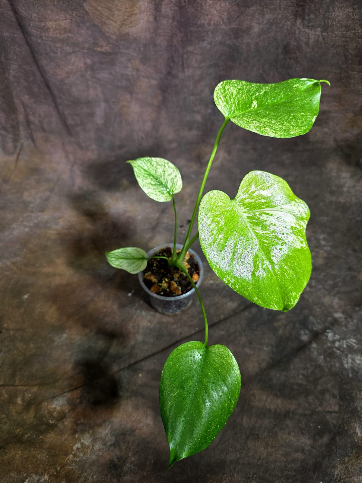 Monstera Deliciosa White Monster - Rare Monstera Beauty - (Oct-21-2)