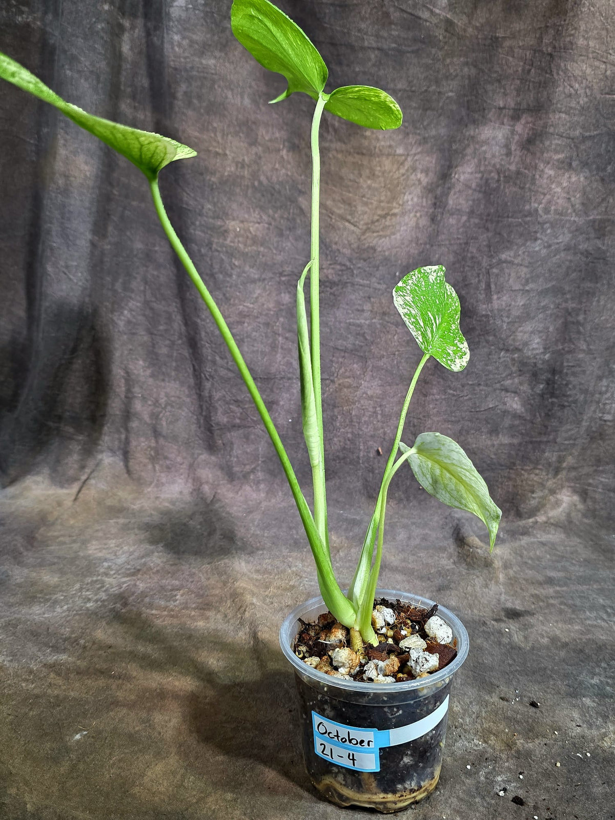 Monstera Deliciosa White Monster - Rare Monstera Beauty - (Oct-21-4)