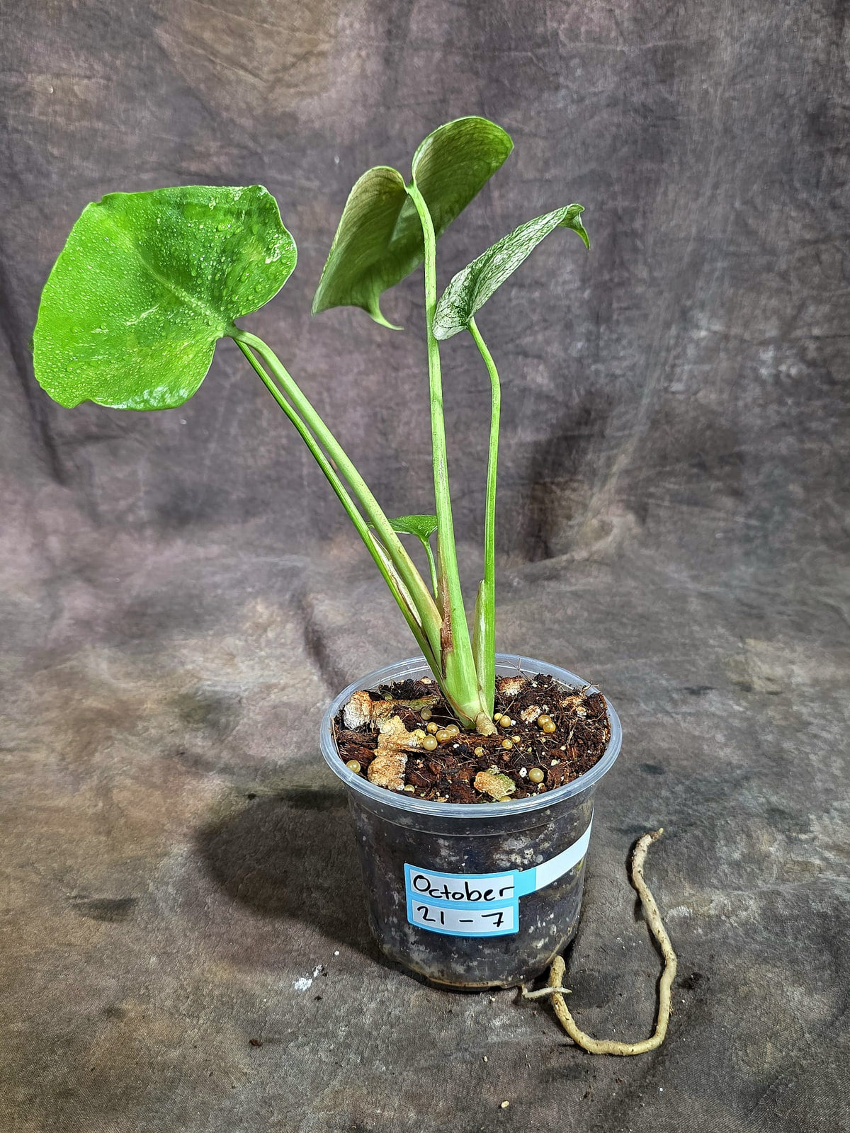 Monstera Deliciosa White Monster - Rare Monstera Beauty - (Oct-21-7)