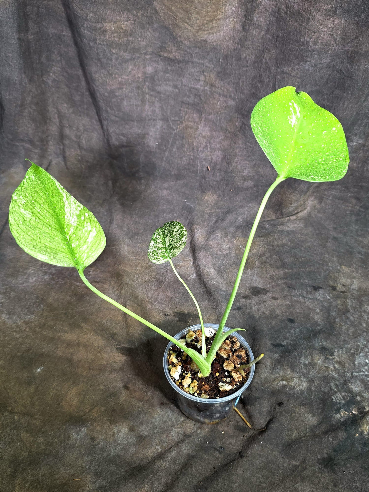 Monstera Deliciosa White Monster - Rare Monstera Beauty - (Oct-21-8)