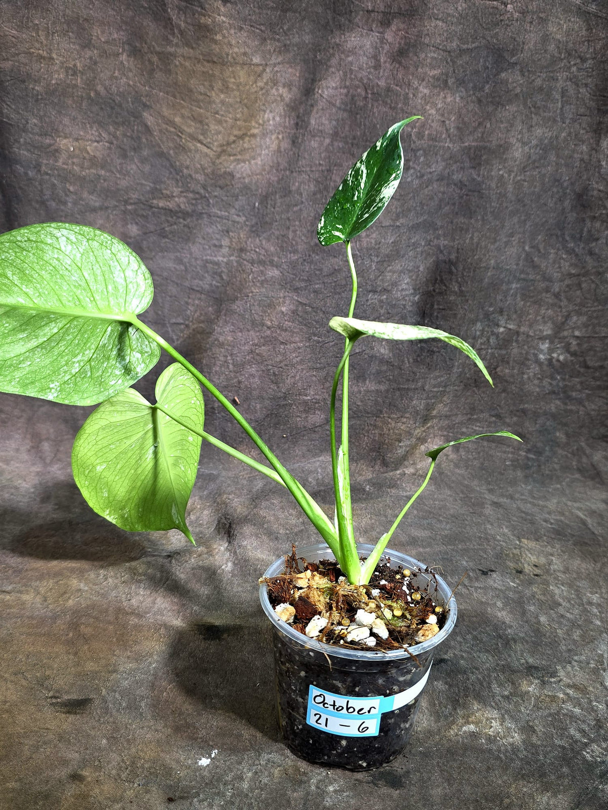 Monstera Deliciosa White Monster - Rare Monstera Beauty - (Oct-21-6)
