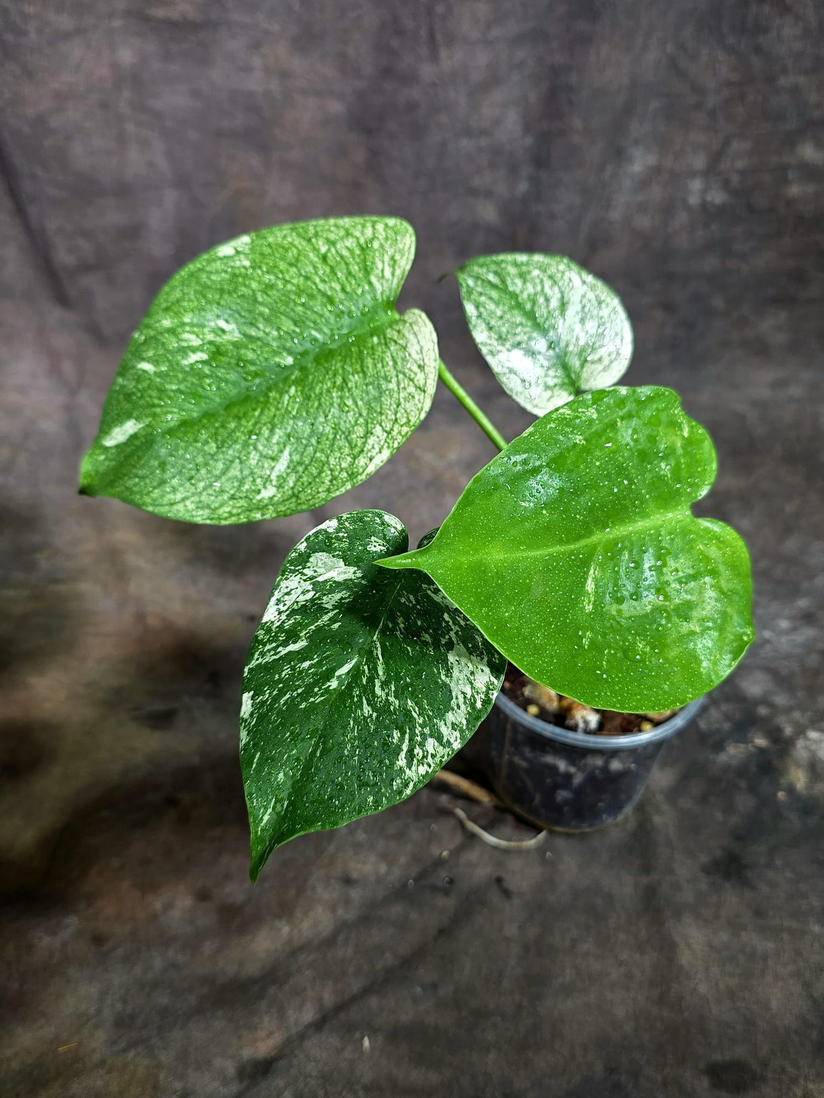 Monstera Deliciosa White Monster - Rare Monstera Beauty - (Oct-21-7)