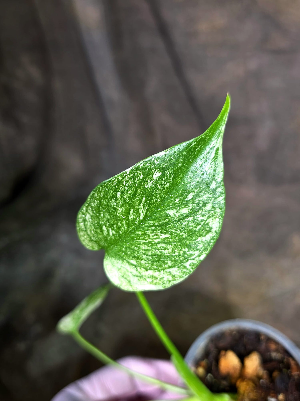 Monstera Deliciosa White Monster - Rare Monstera Beauty - (Oct-21-11)