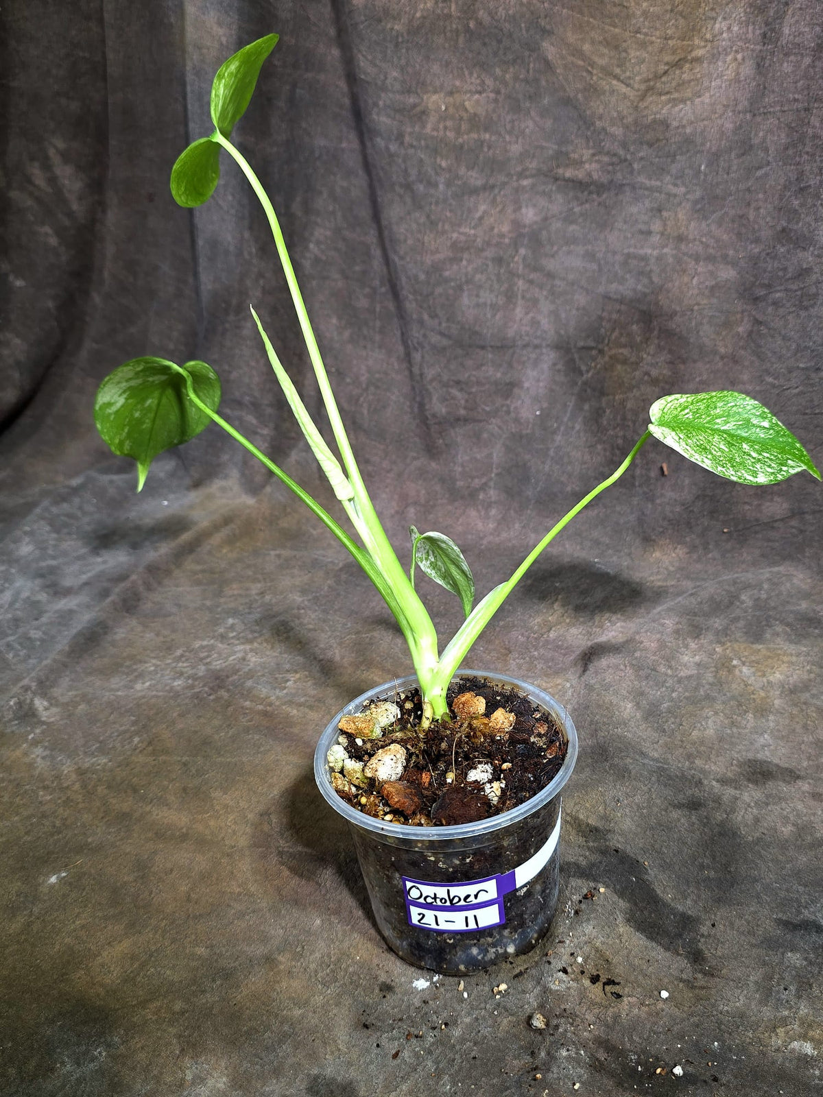 Monstera Deliciosa White Monster - Rare Monstera Beauty - (Oct-21-11)