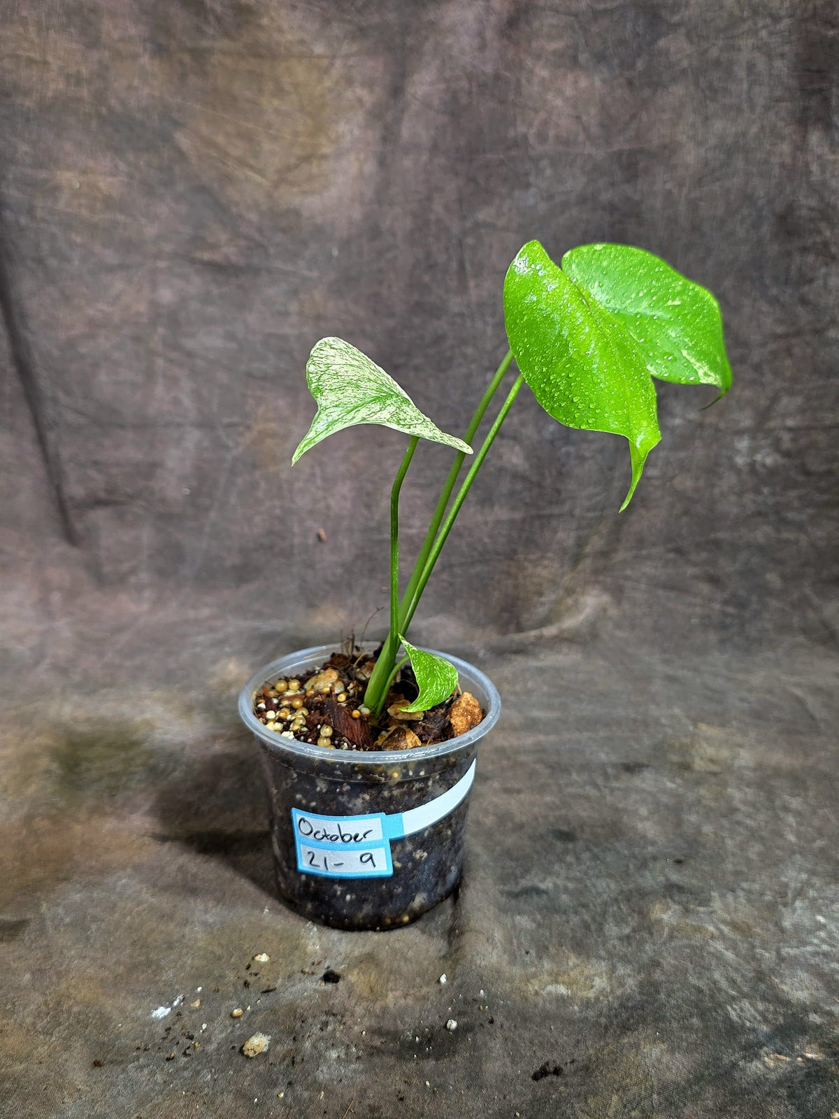 Monstera Deliciosa White Monster - Rare Monstera Beauty - (Oct-21-9)
