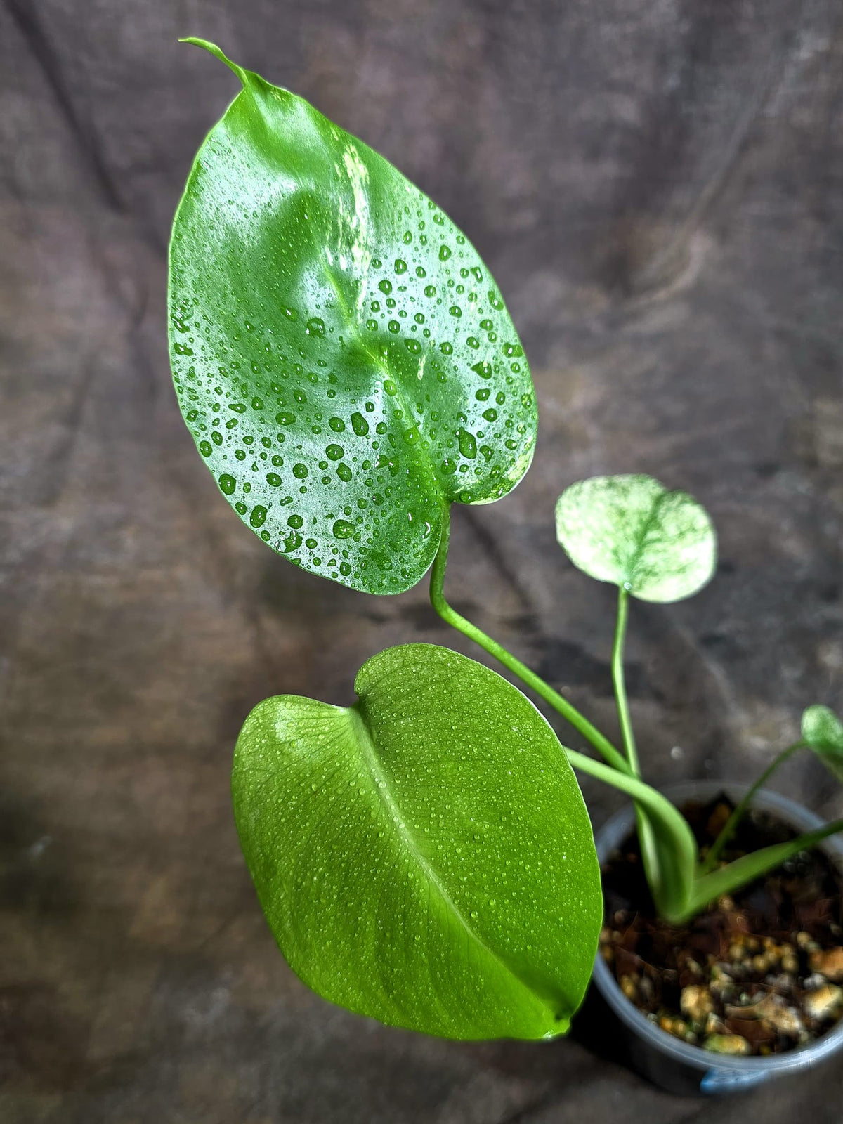 Monstera Deliciosa White Monster - Rare Monstera Beauty - (Oct-21-10)